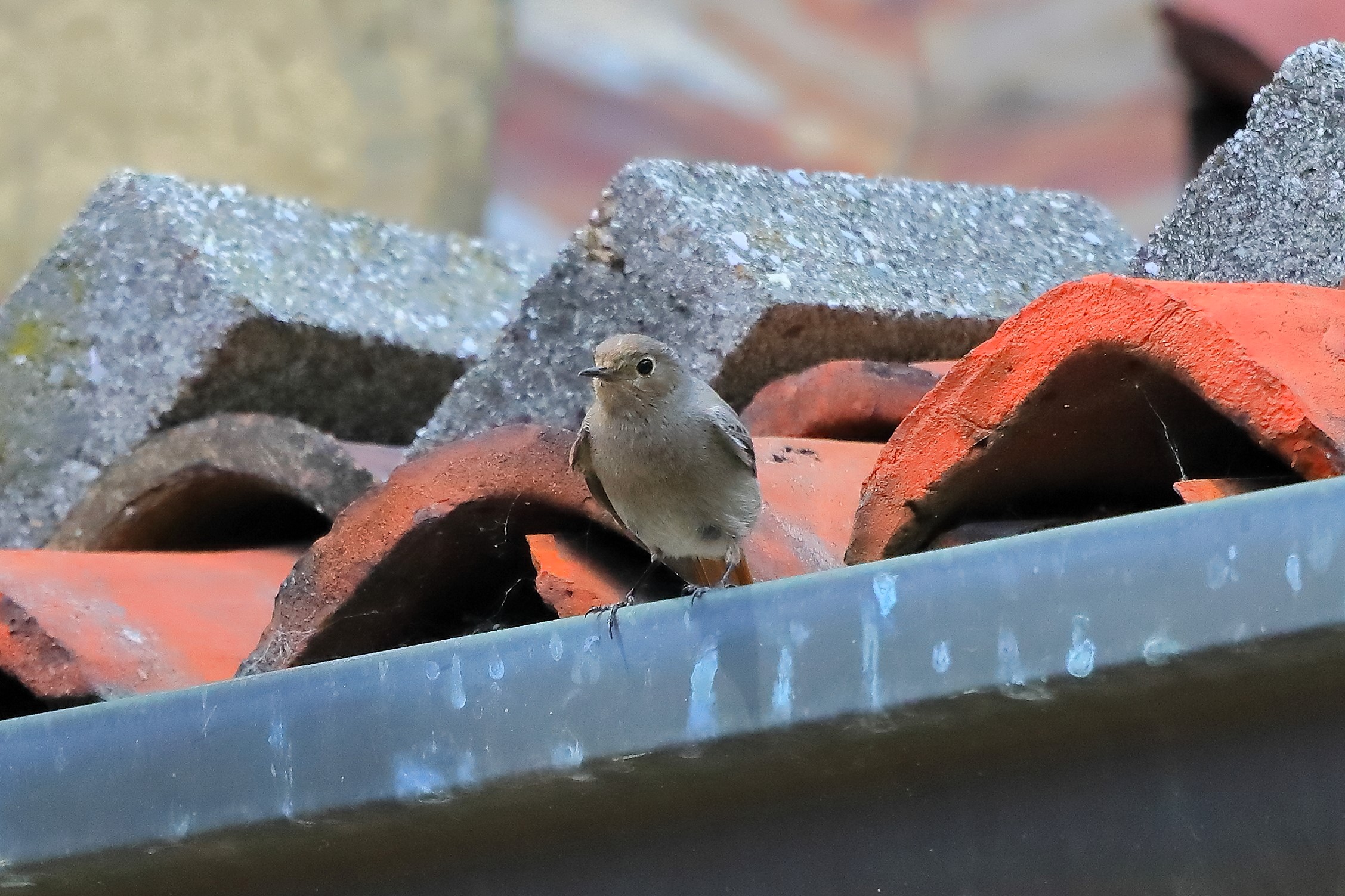 Redstart 02-06-2023