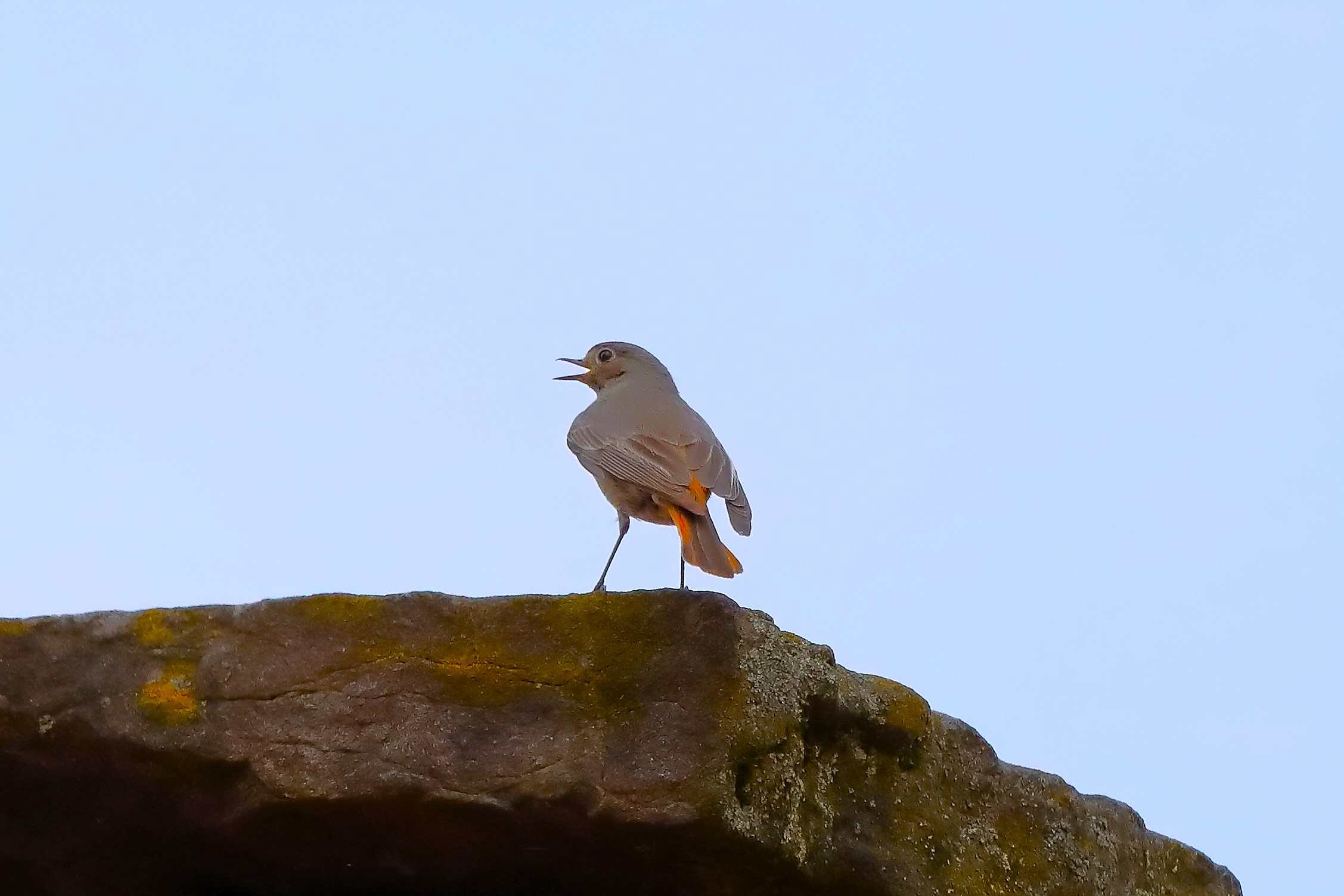 Redstart 02-06-2023