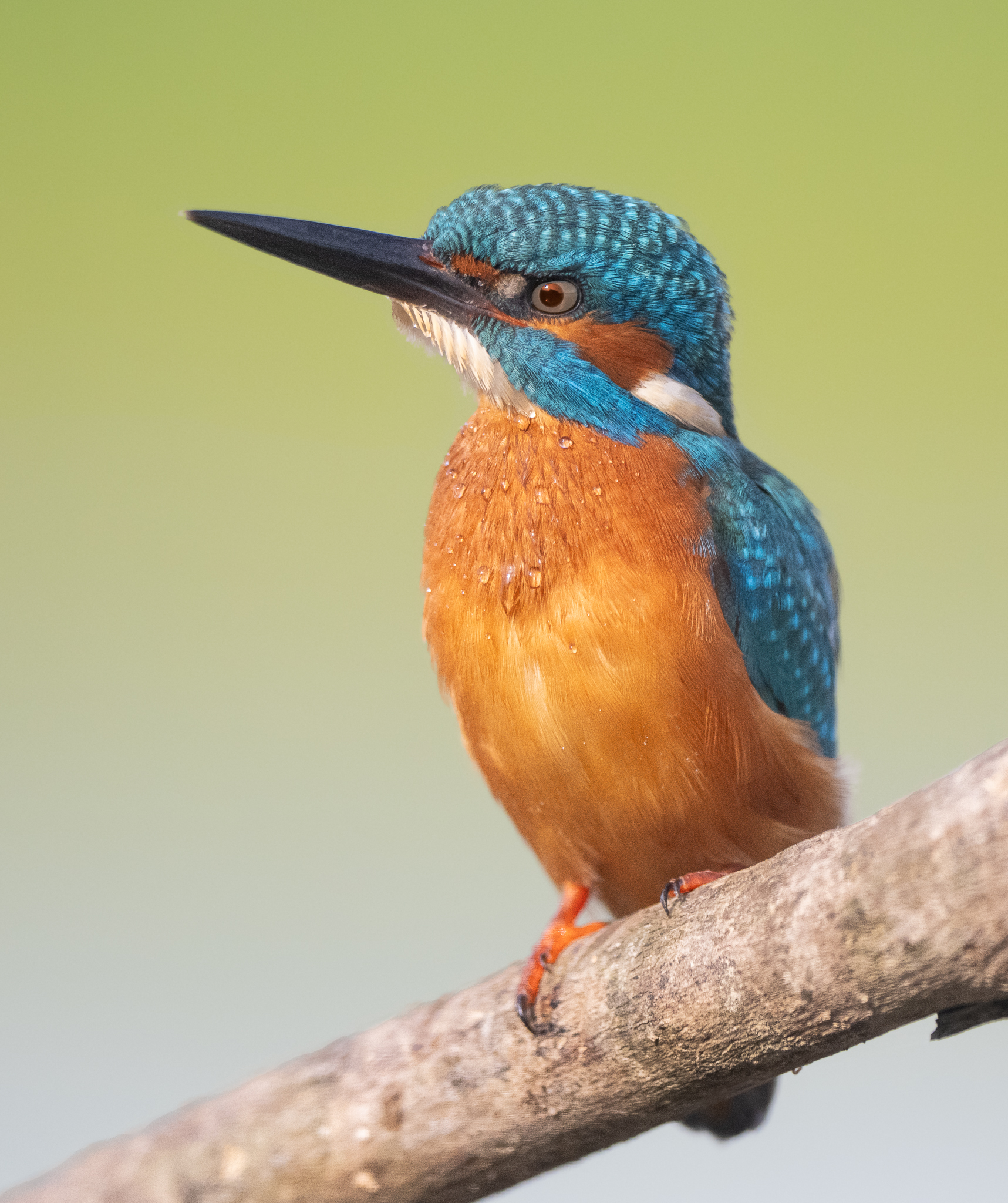 Closely related to aquatic life