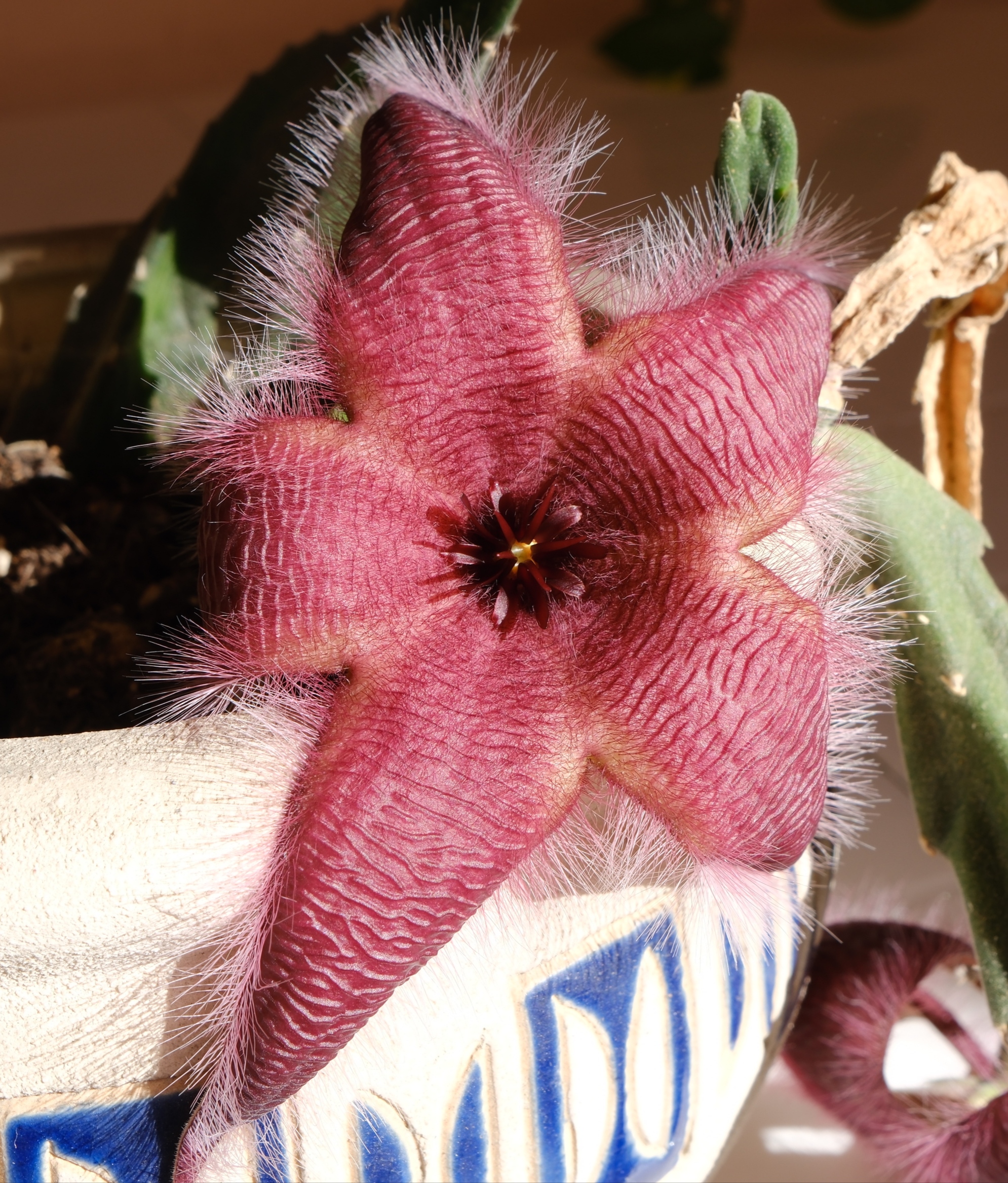 Stapelia in prova