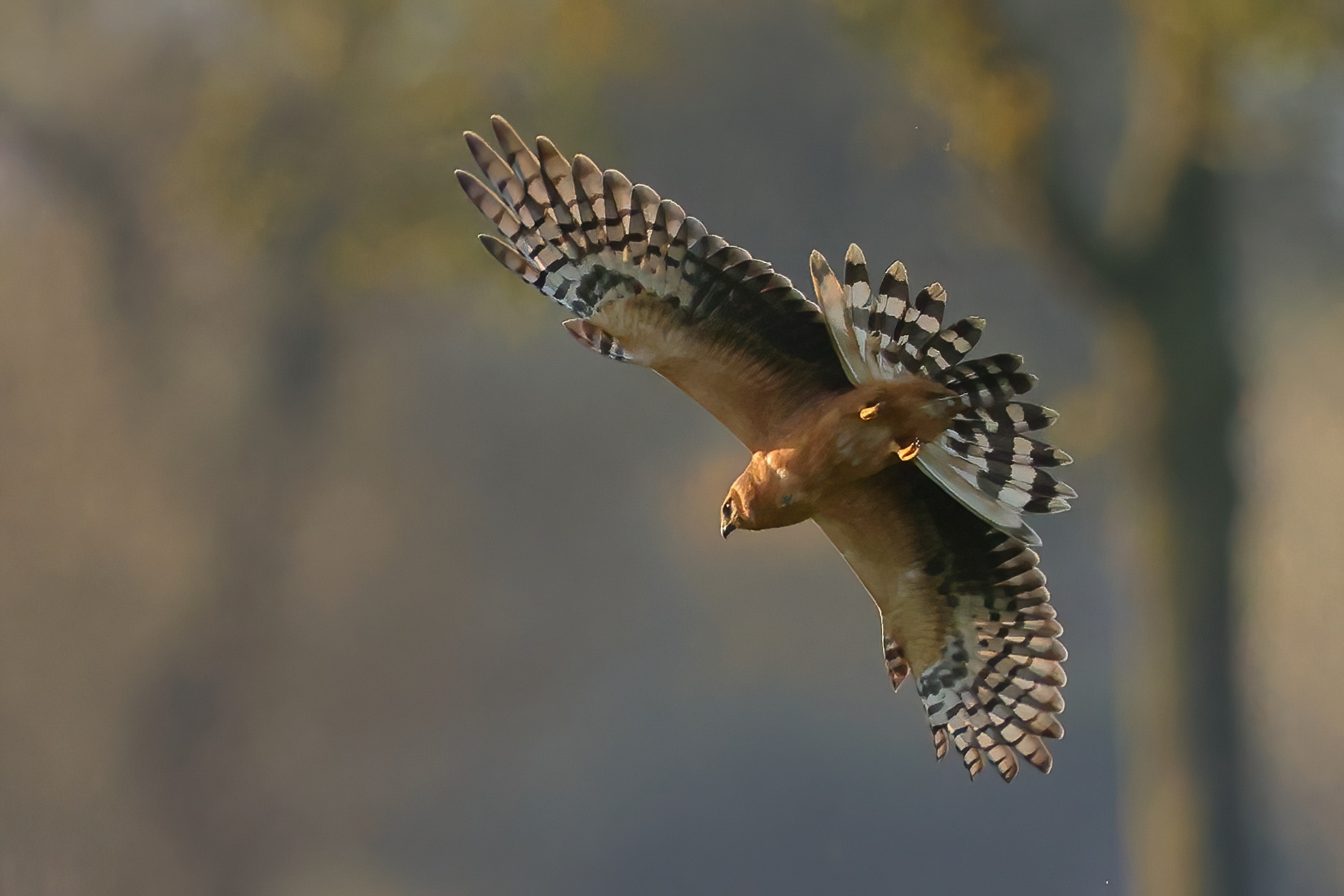 Young pale harrier