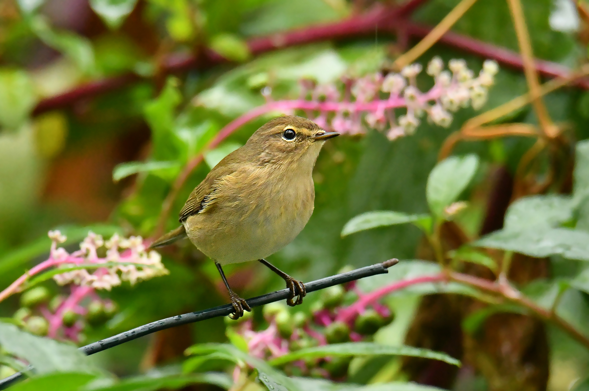 chiffchaff