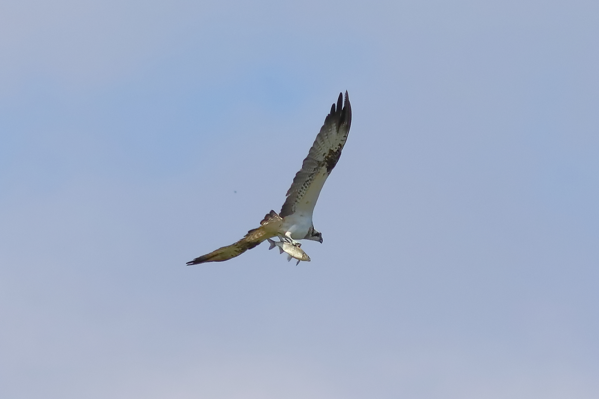 Osprey 01-09-2023
