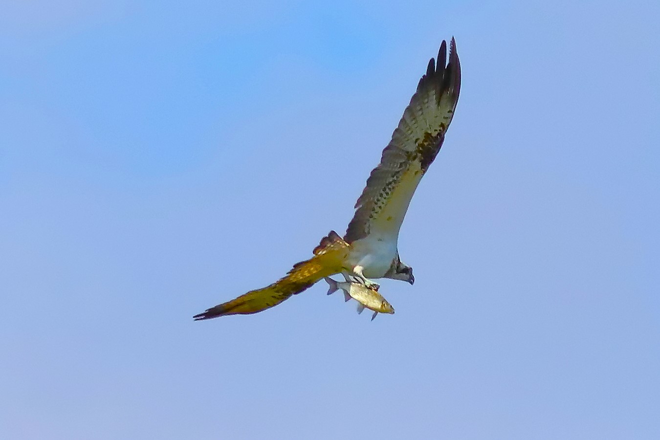 Falco pescatore settembre 2023