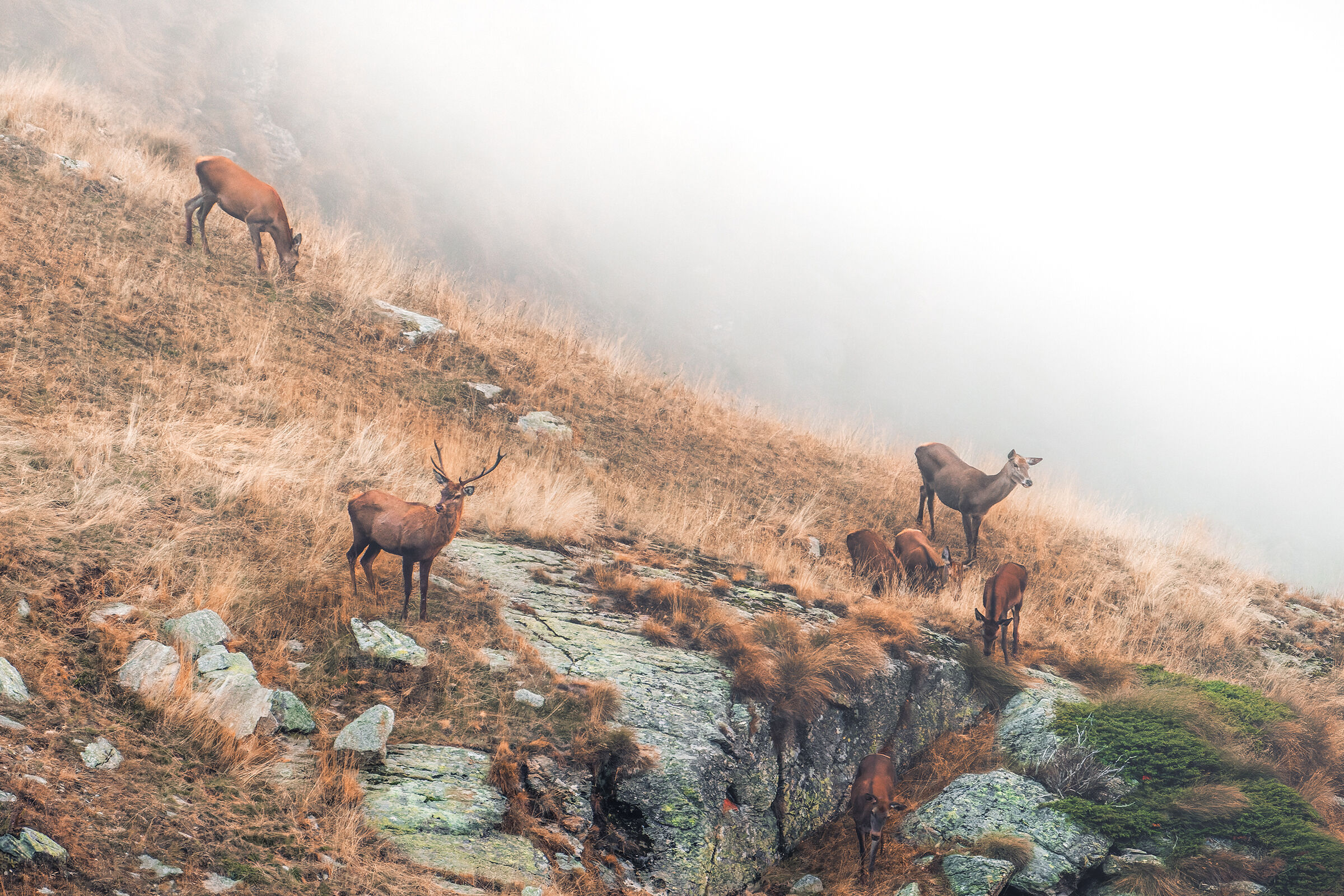 Deer in the fog