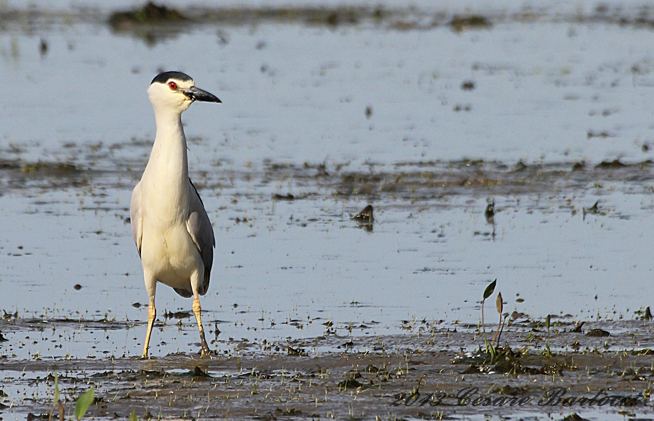 Night Heron curioa