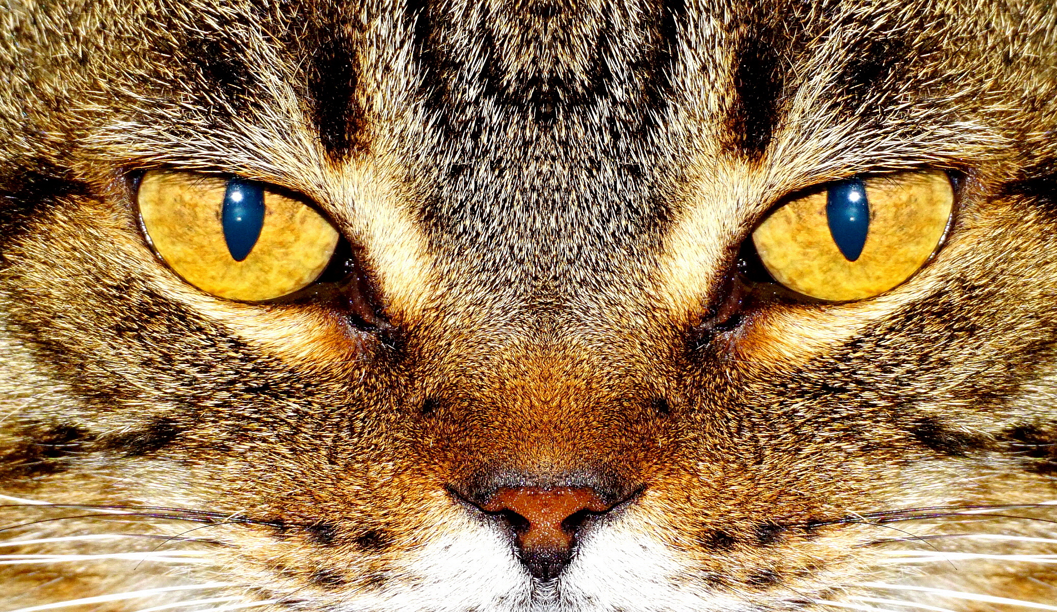 Domestico si fa per dire!!!