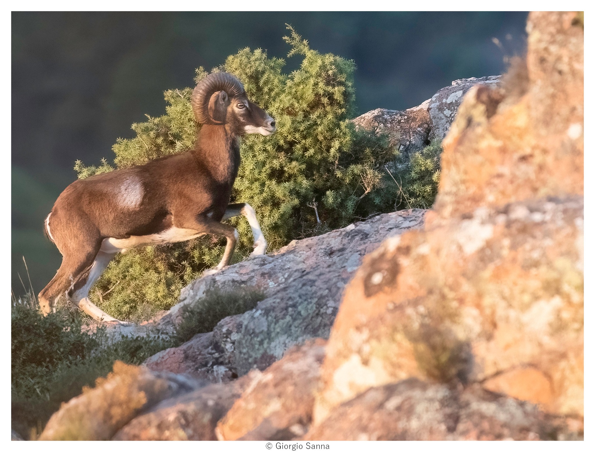 Sardinian mouflon Ovis musimon
