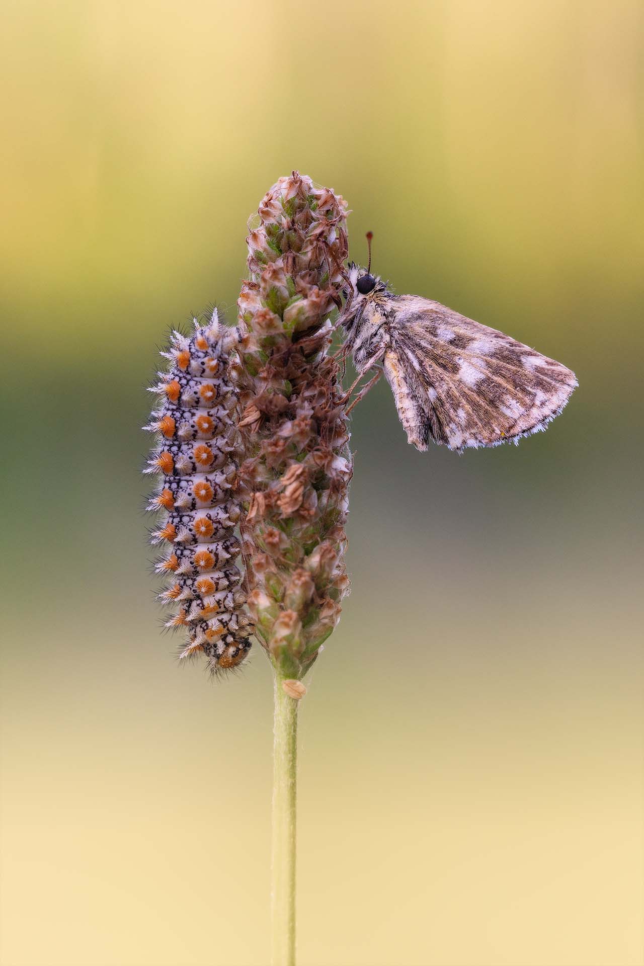 Bruco di melitaea e pyrgus