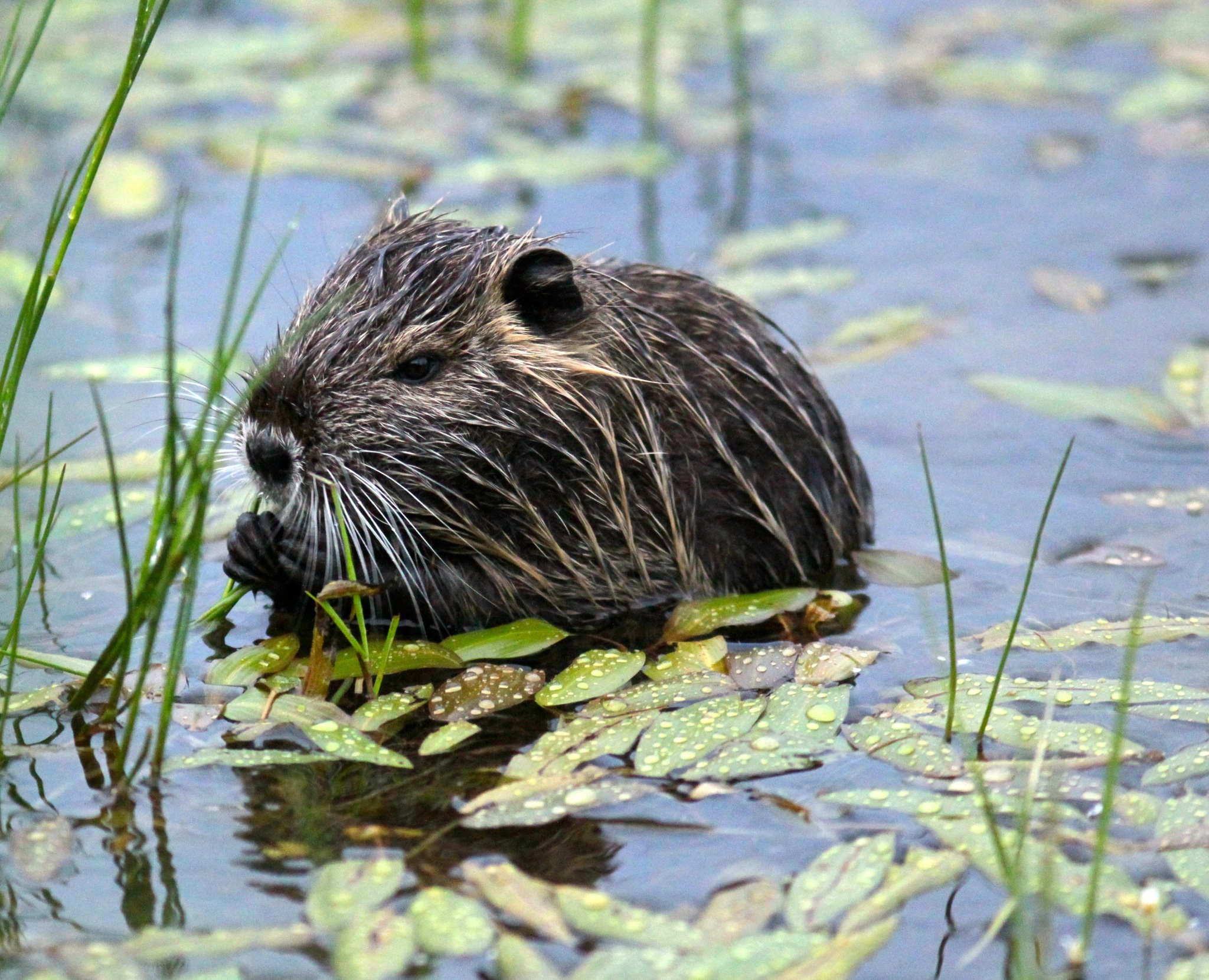 piccolo di nutria