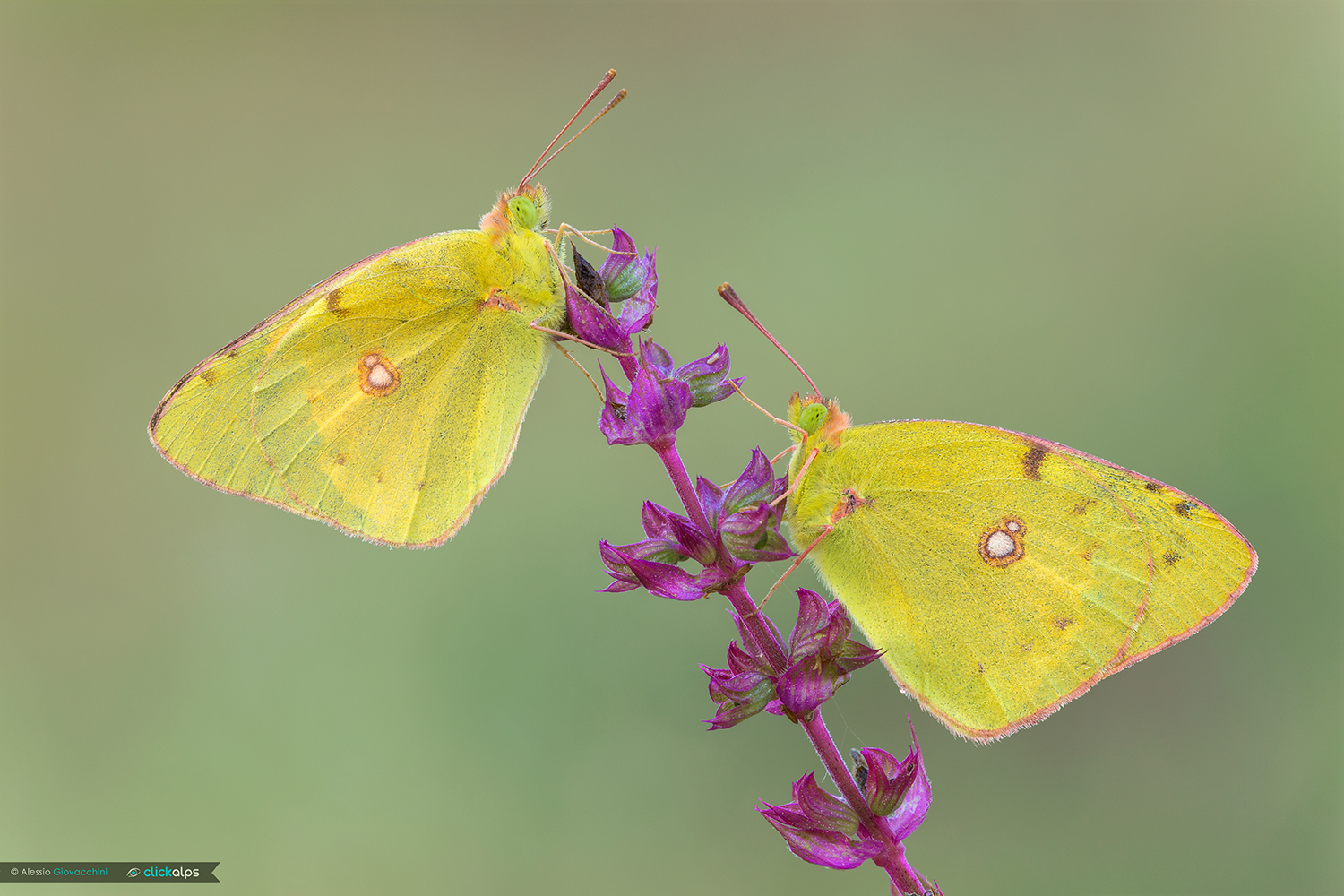 Colias croceus