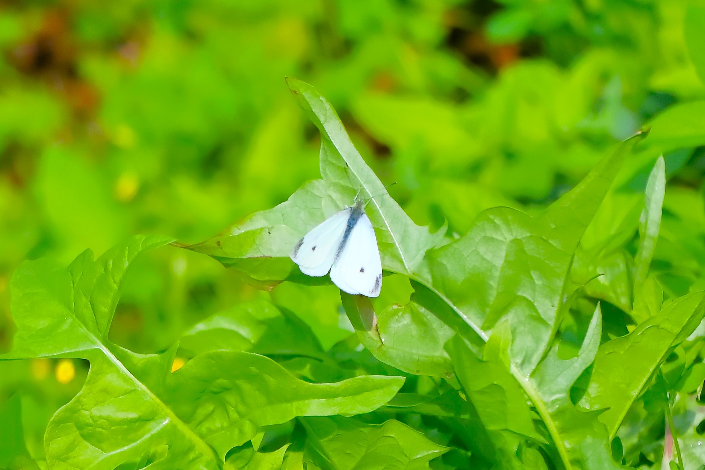 Butterfly 07-06-2023