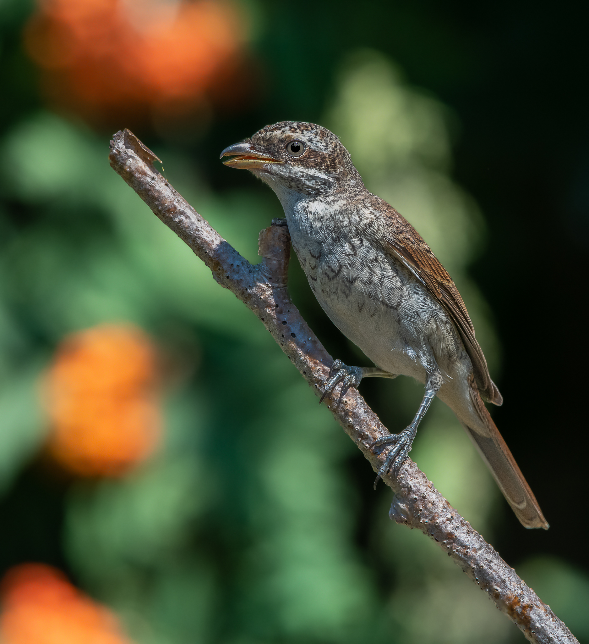 Red-backed shrike