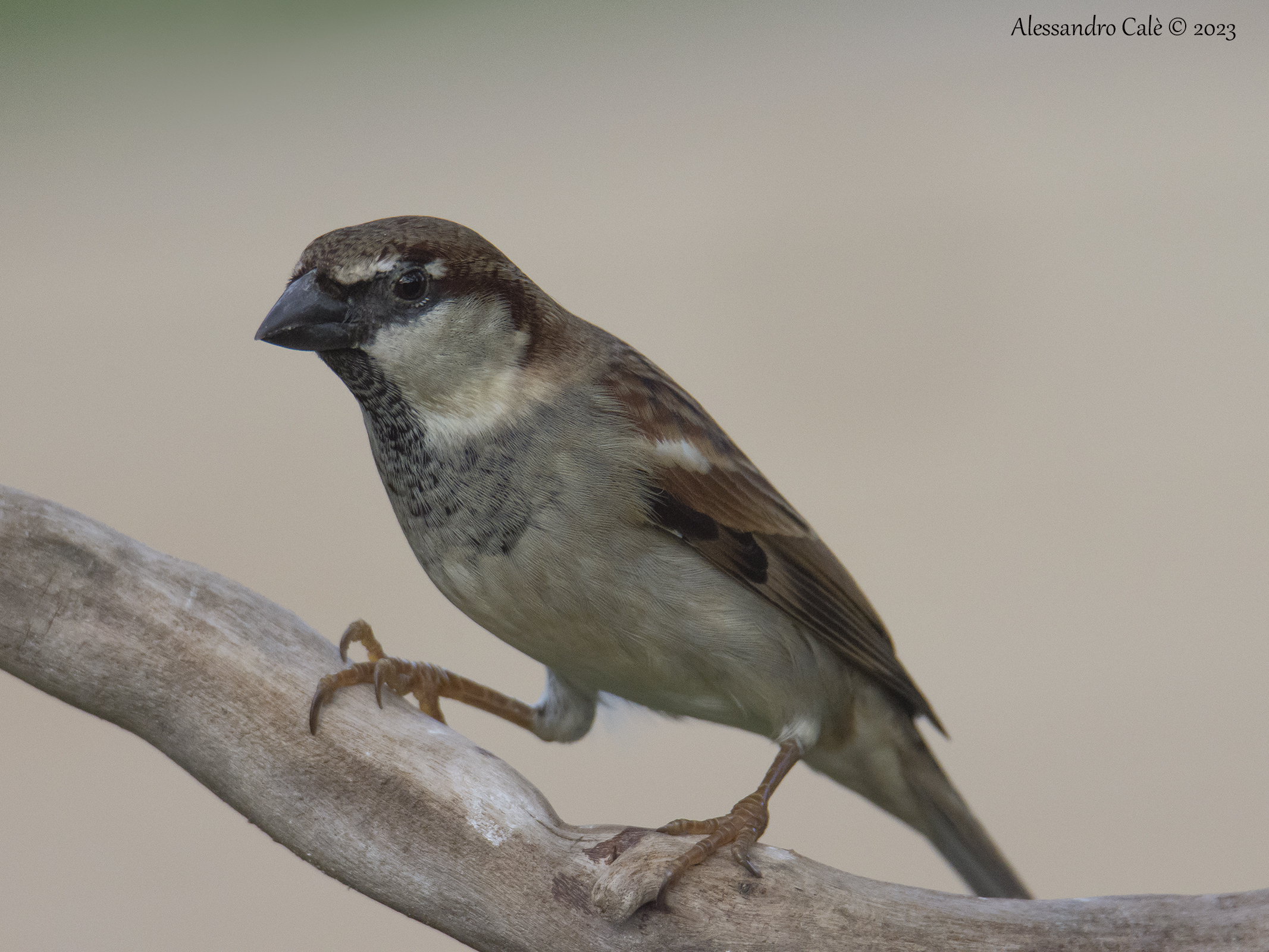 Passer domesticus (Passera domestica) 0843