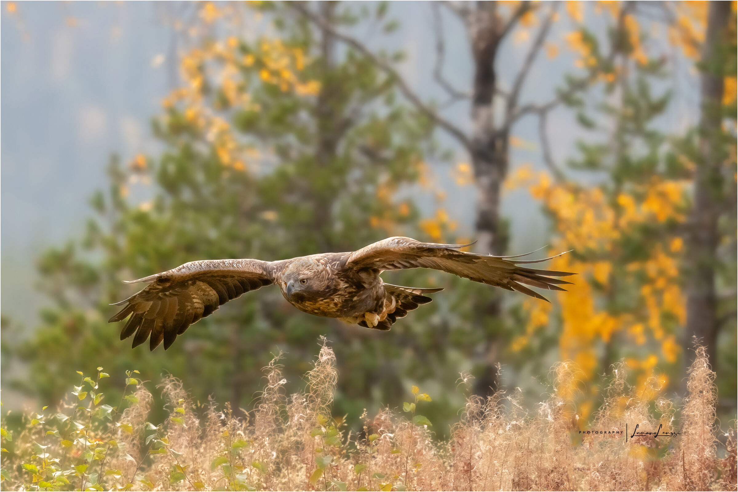Golden Eagle in Autumn