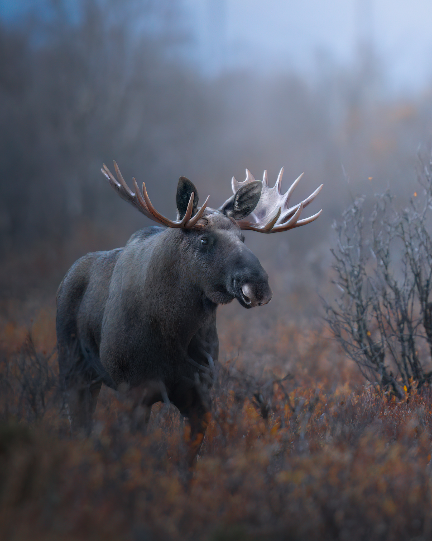 Uno scatto impossibile, l'alce!