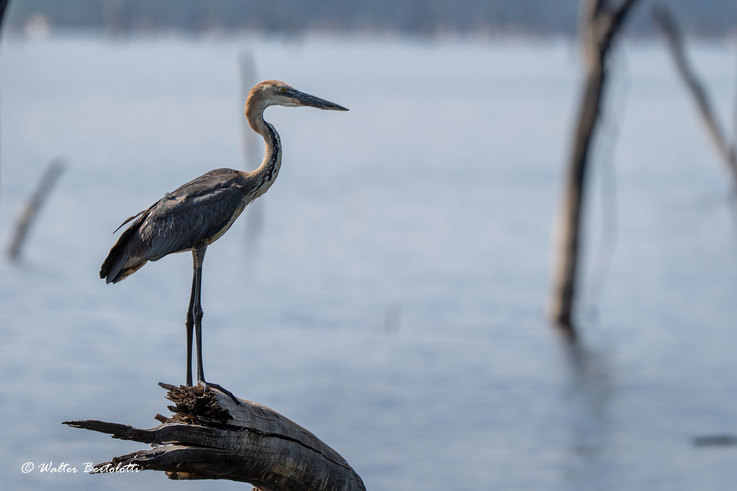 la sentinella di Nakuru