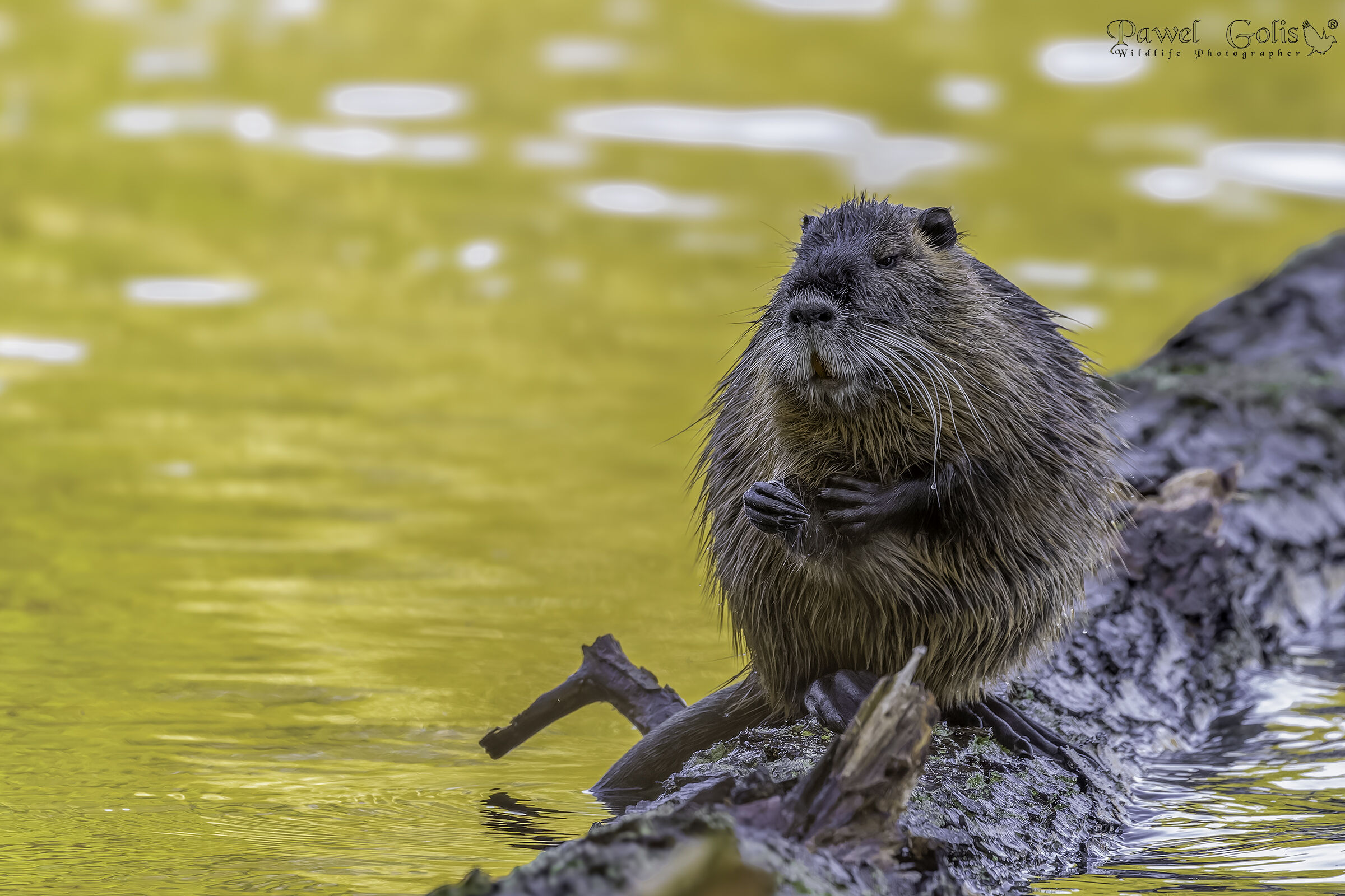 Nutria (Myocastor coypus)