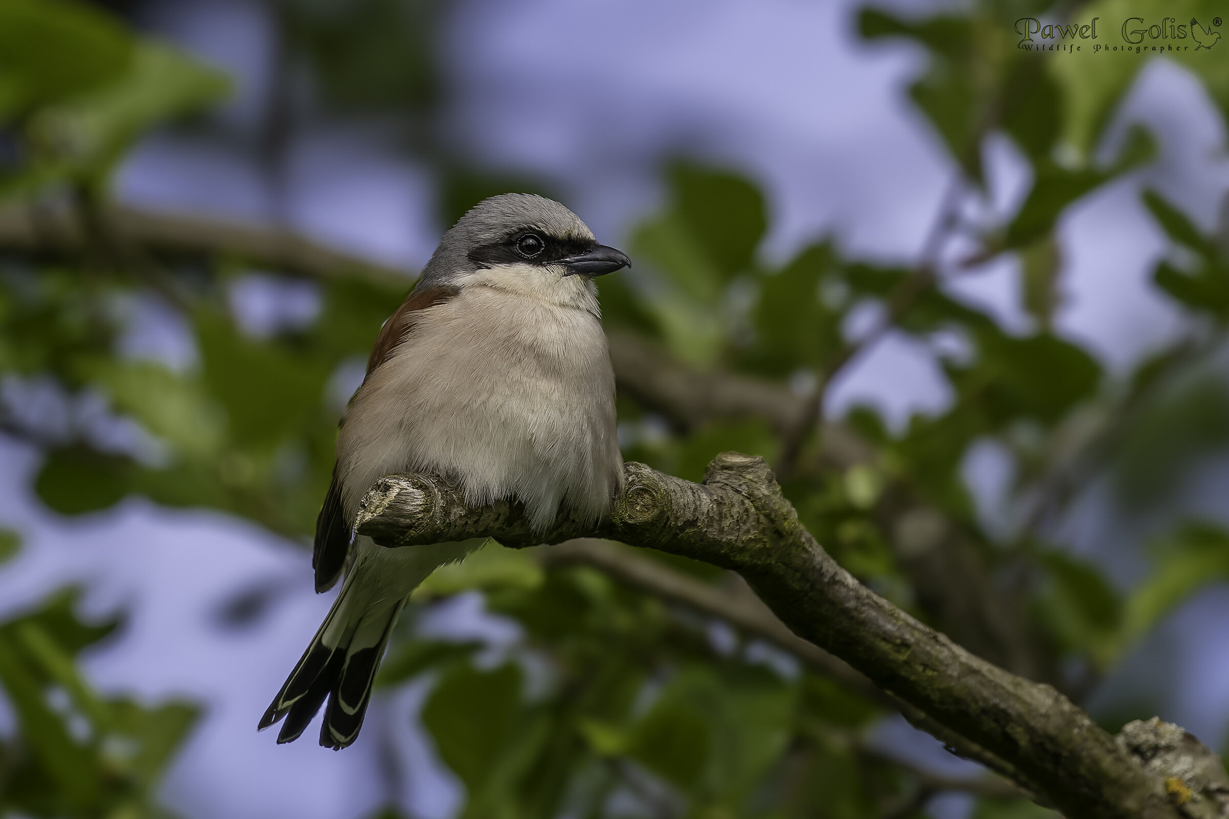 Averla piccola (Lanius collurio)