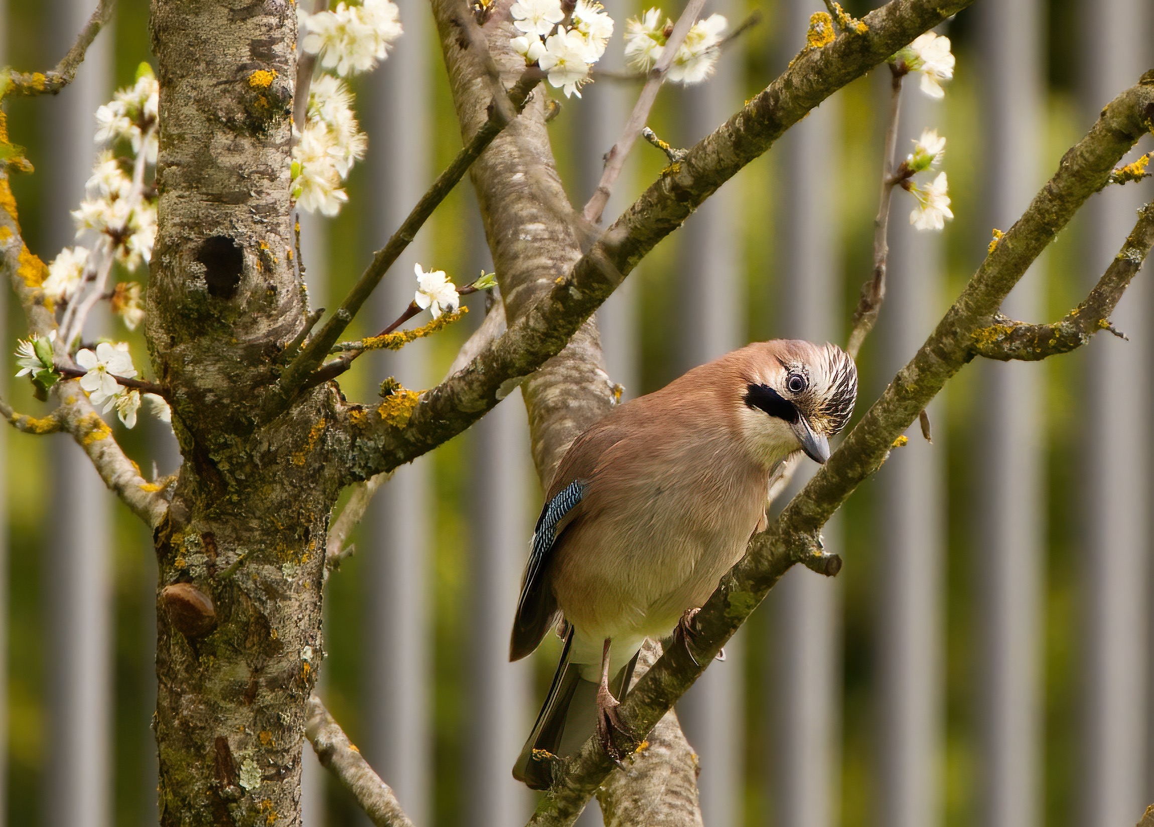 Tornerà la primavera