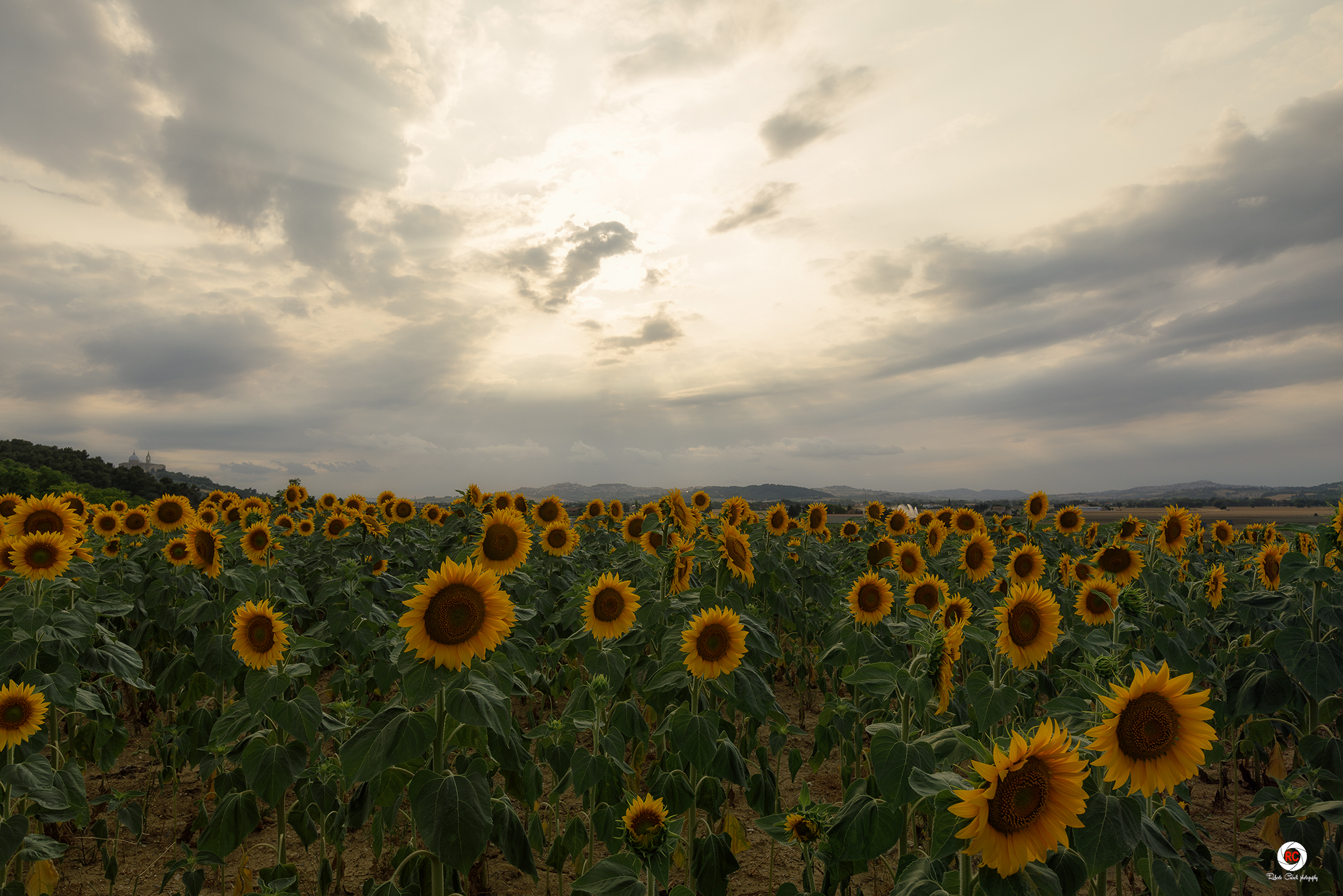 Sunflowers