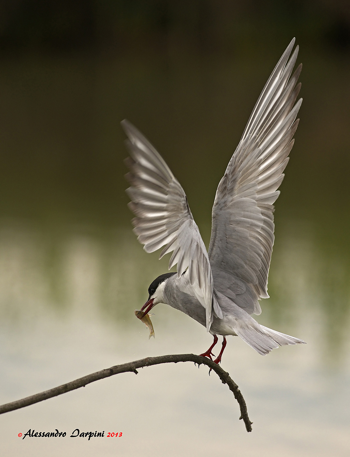Whiskered Tern 2