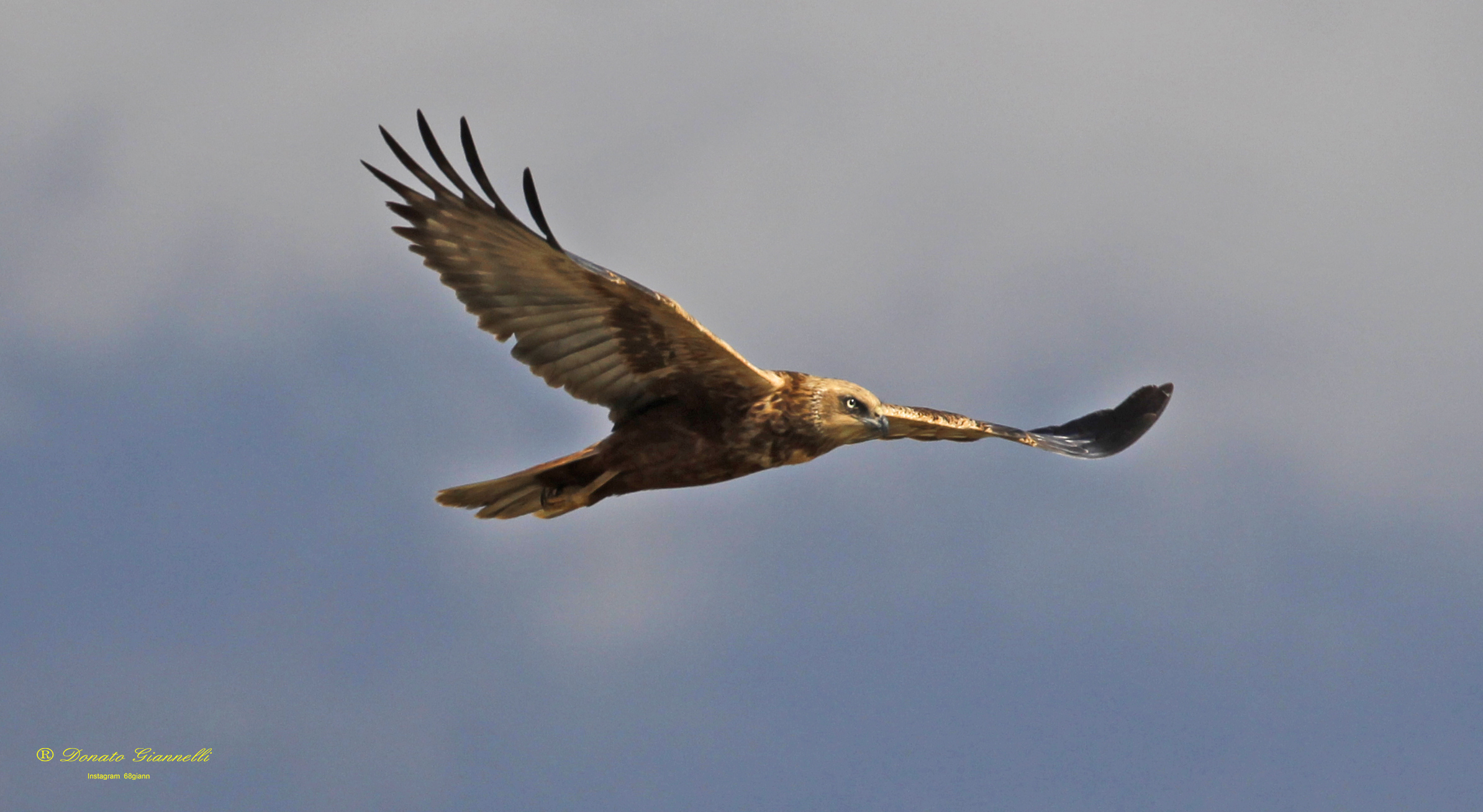 Marsh Harrier