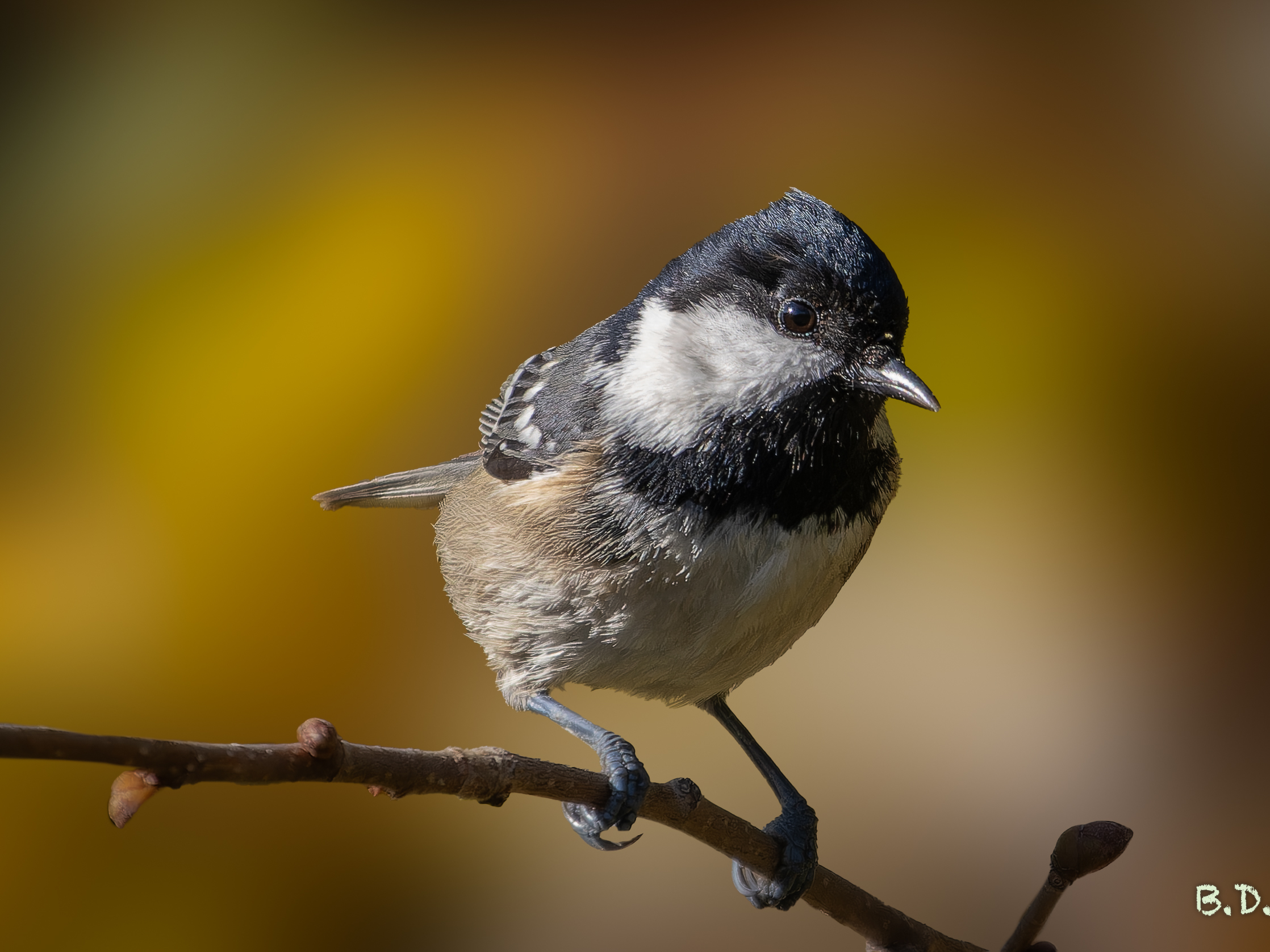 Parus ater