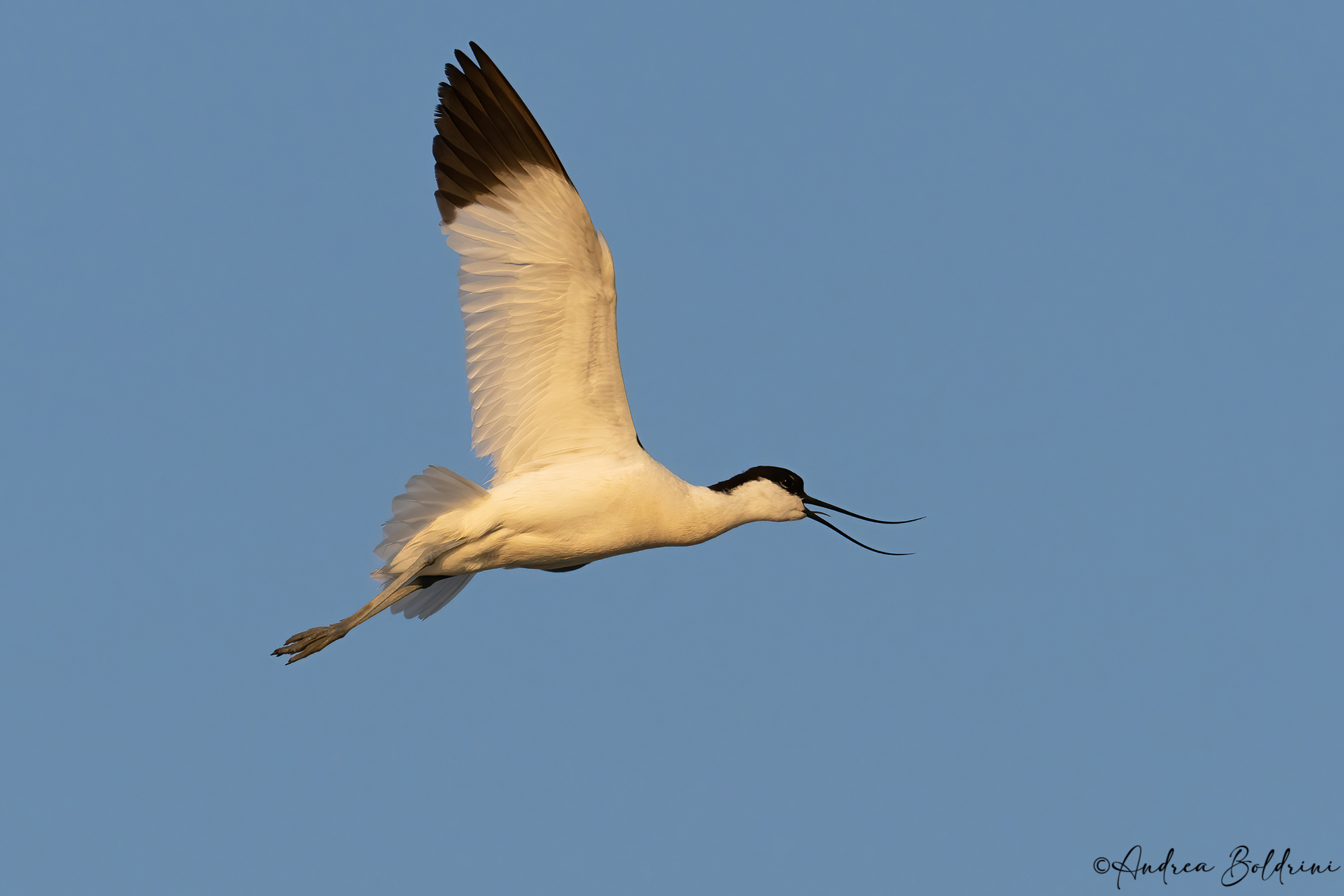 Avocetta