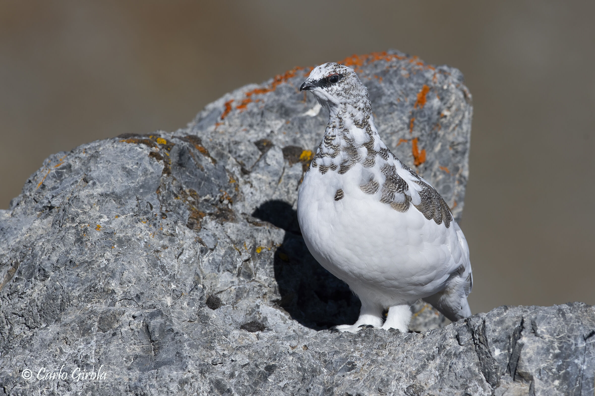 Ptarmigan (Lagopus muta)