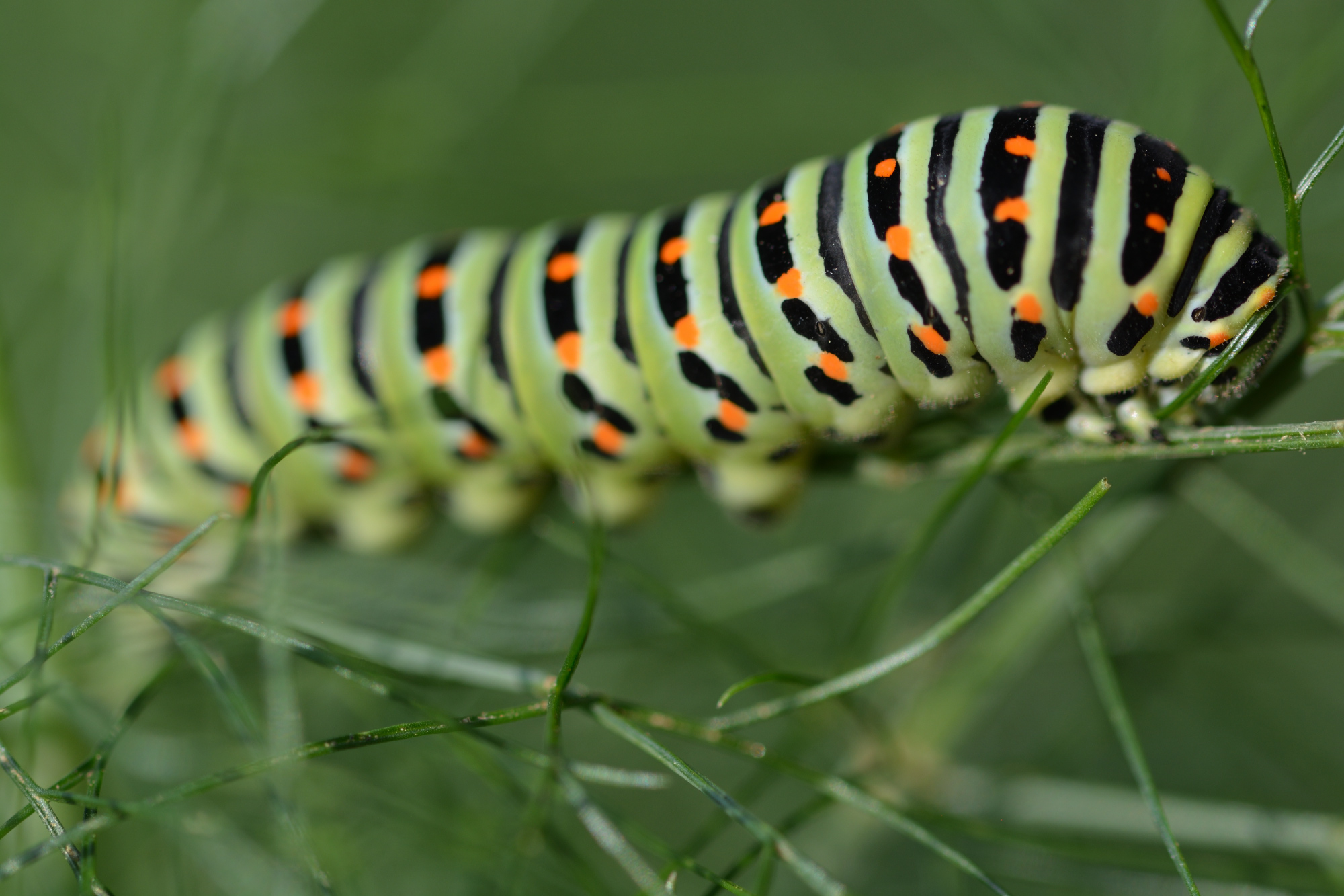 Caterpillar