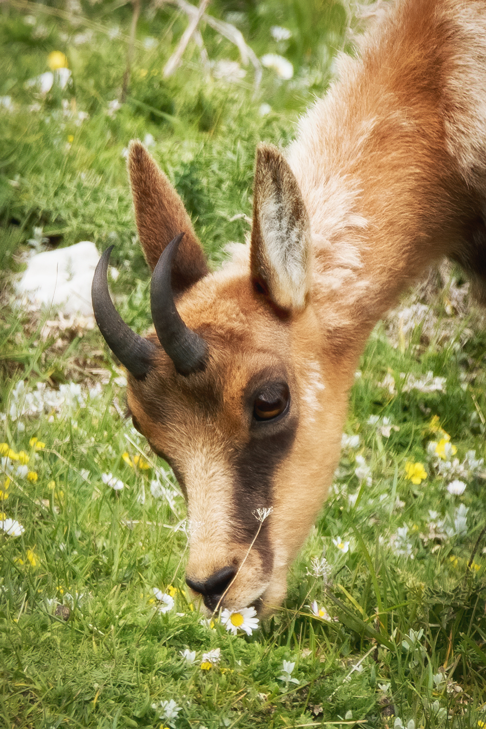 Baby chamois