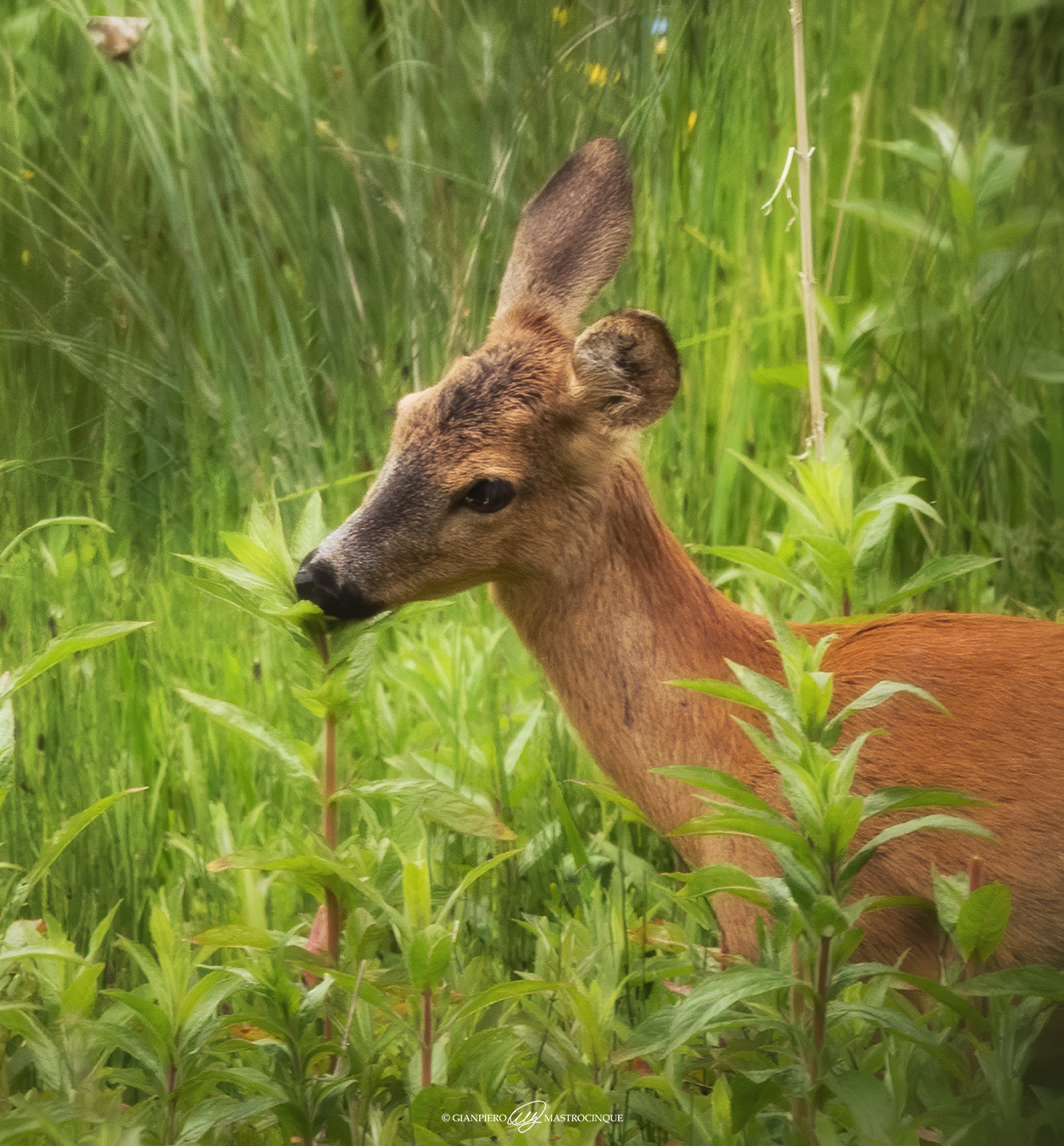 Like a fairy tale...