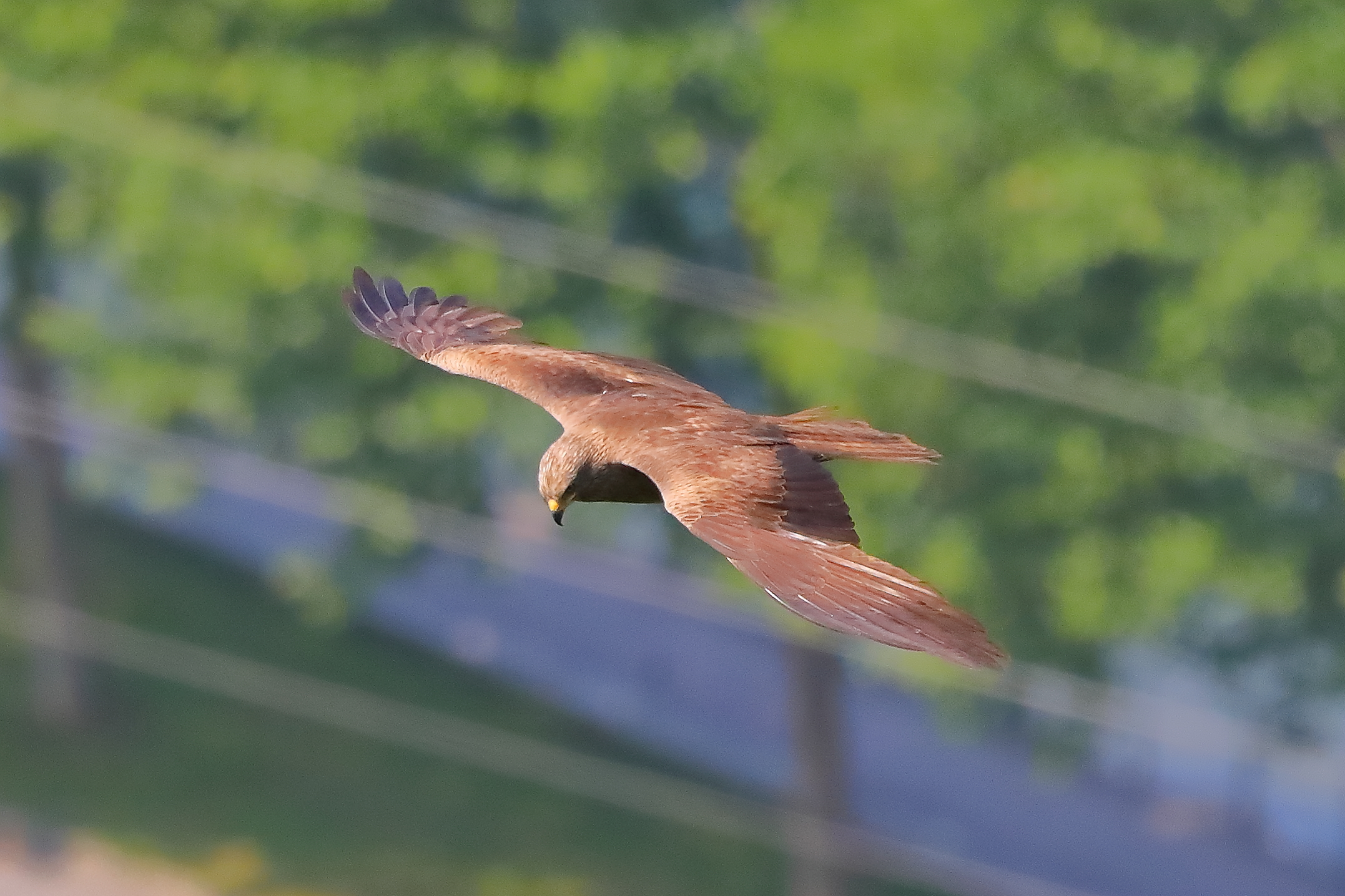 Black Kite 08-06-2023