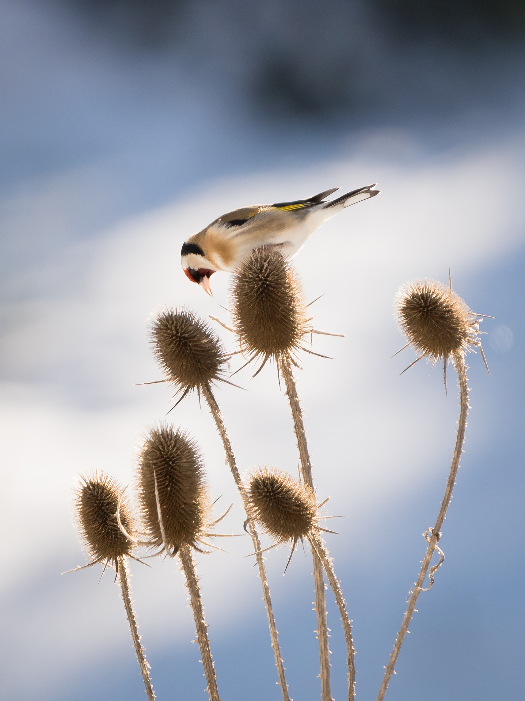 ...sogno di un pomeriggio d'inverno...