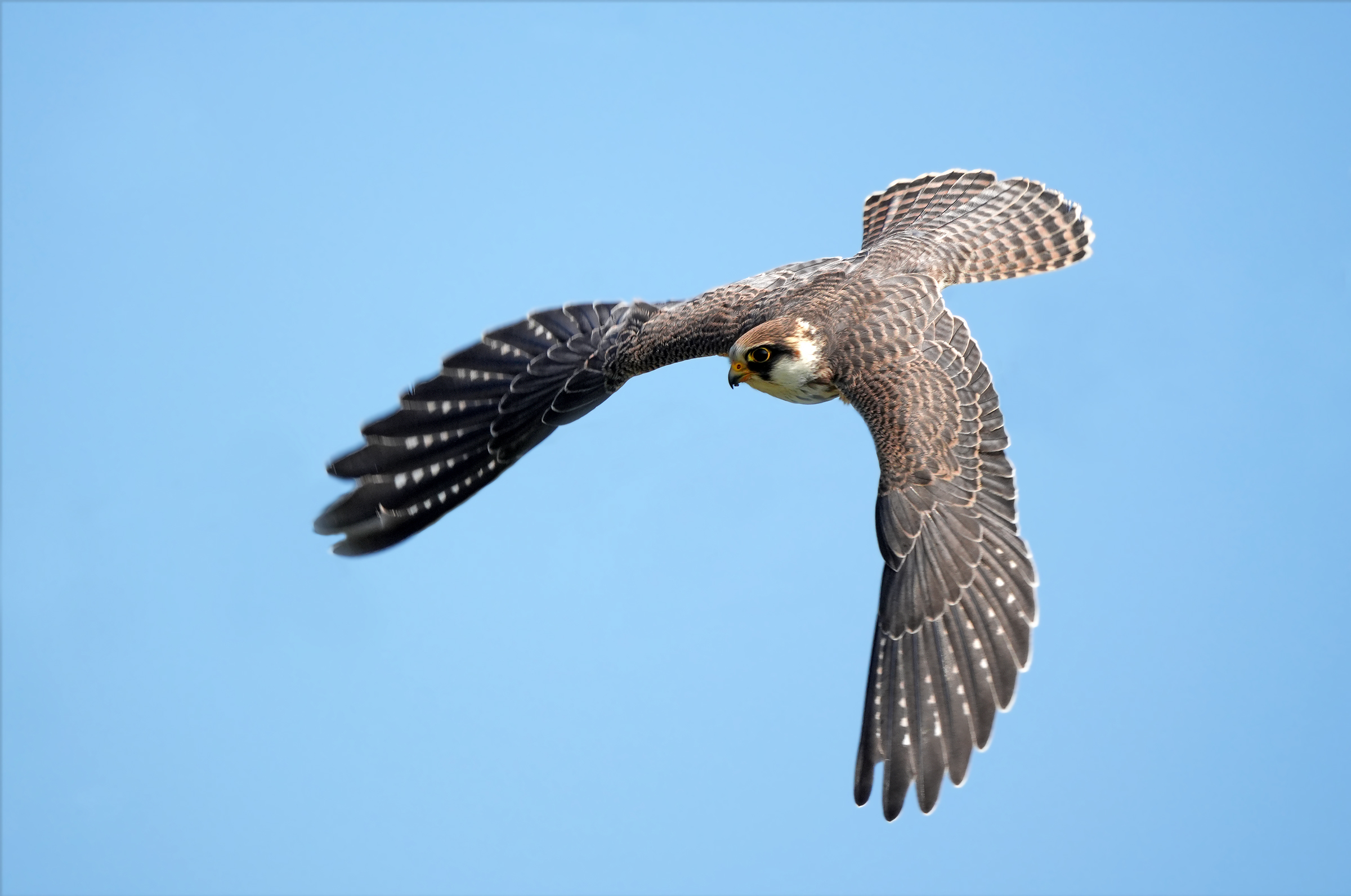 Gliding towards the prey