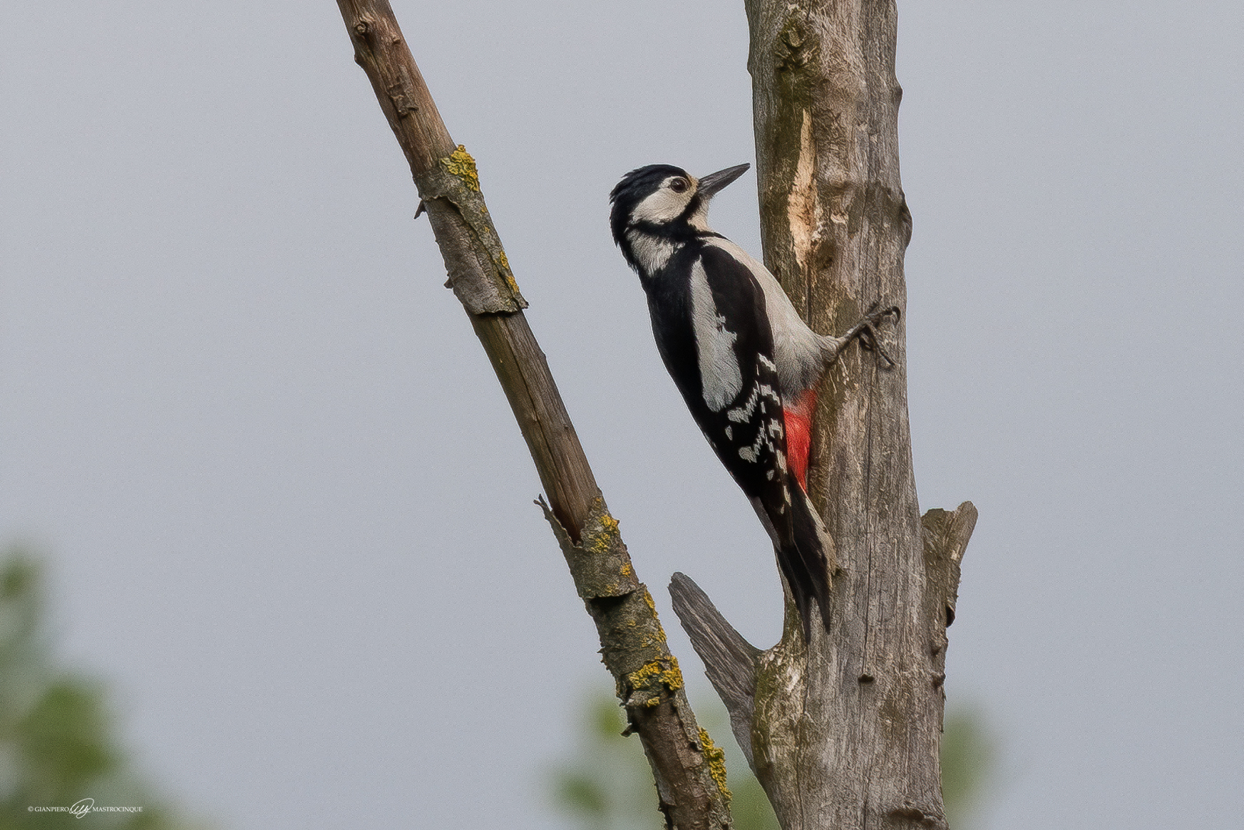 ...picchio rosso maggiore...