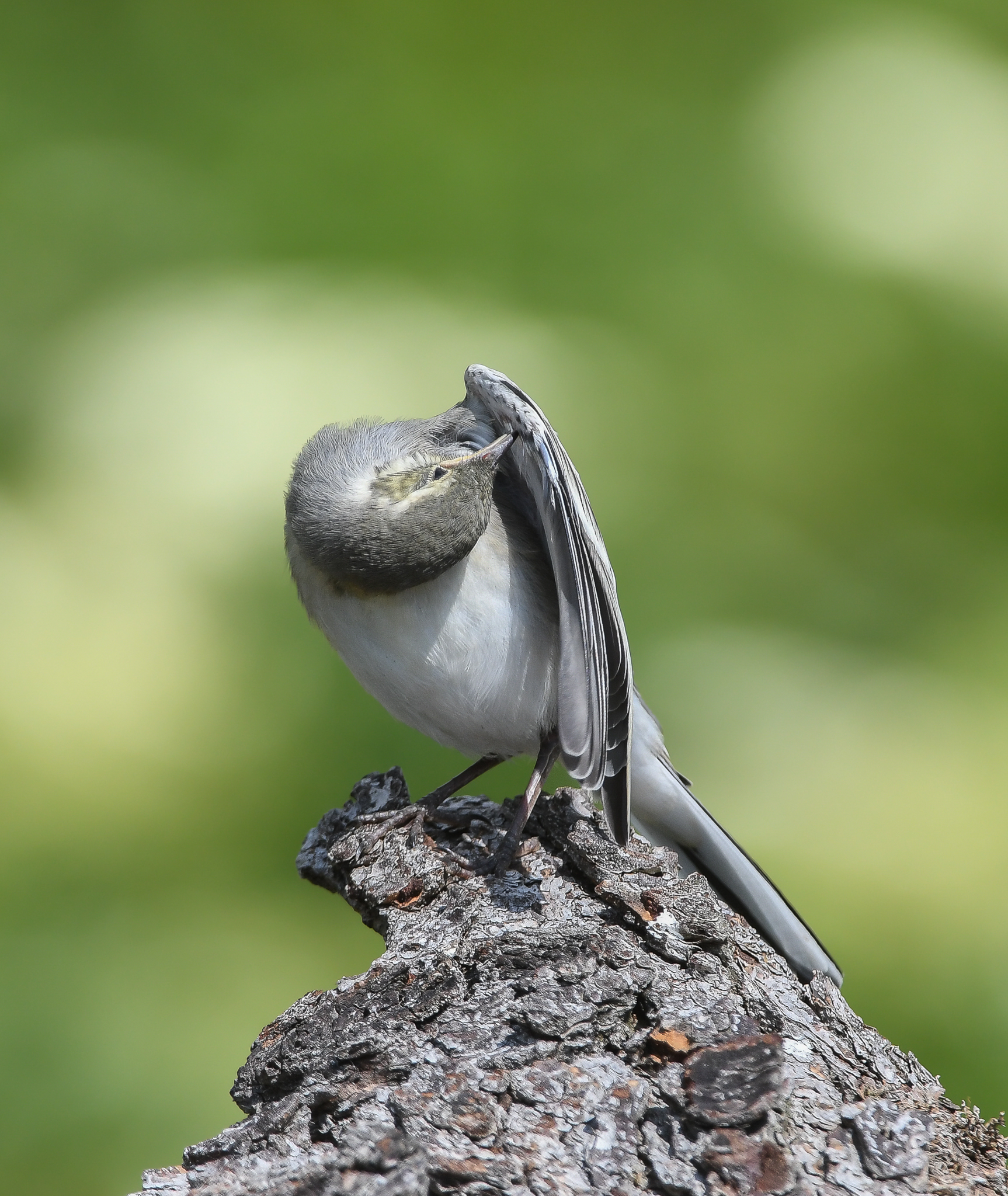 White wagtail, feather cleaning.