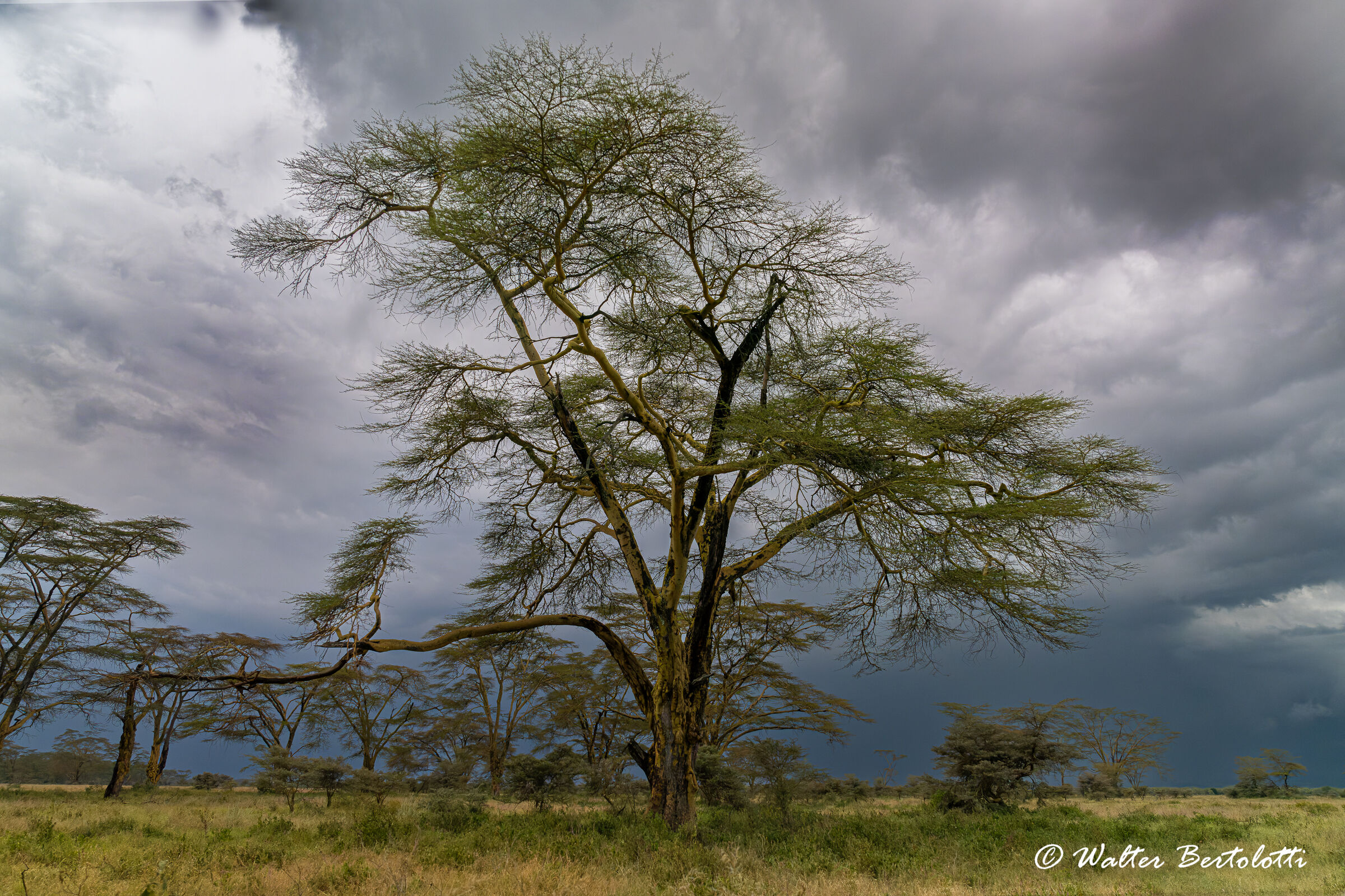 un gigante d'africa-acacia gialla