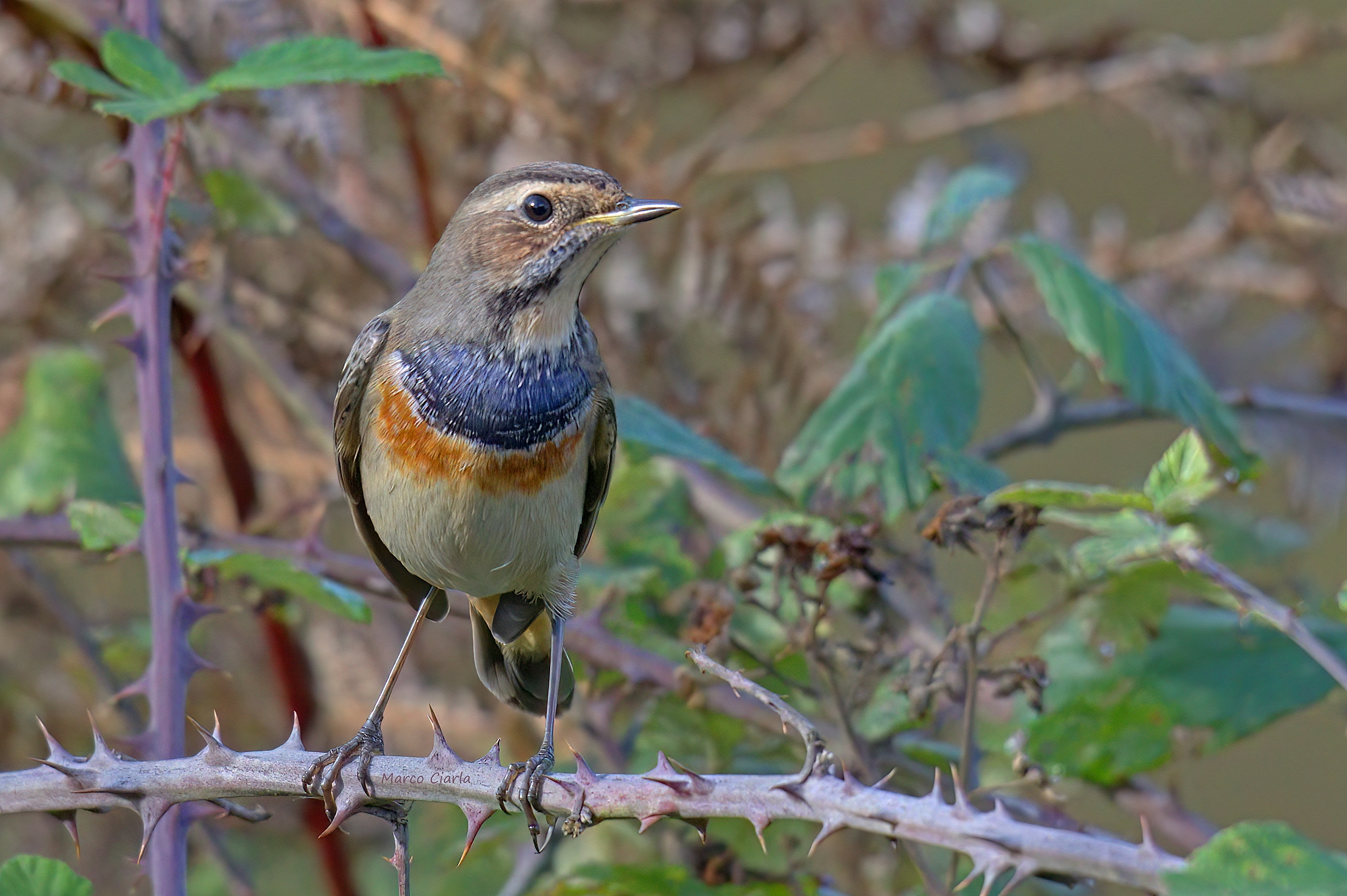 Bluethroat (Luscinia svecica)