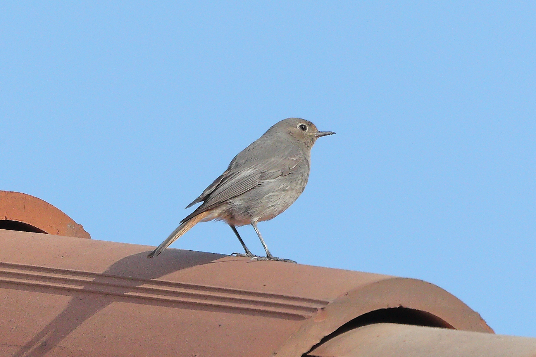 Redstart 01 June 2023