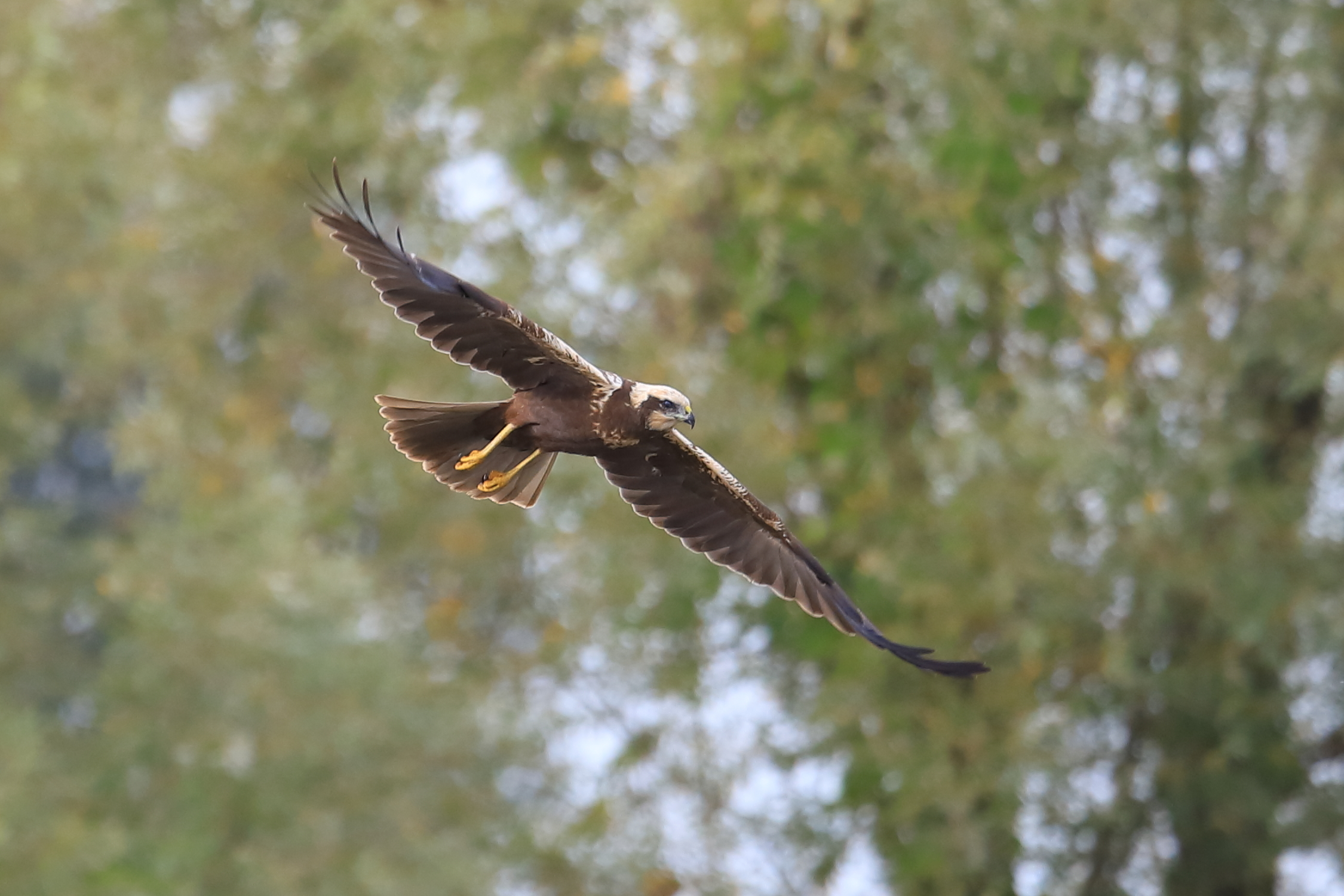 Falco di palude