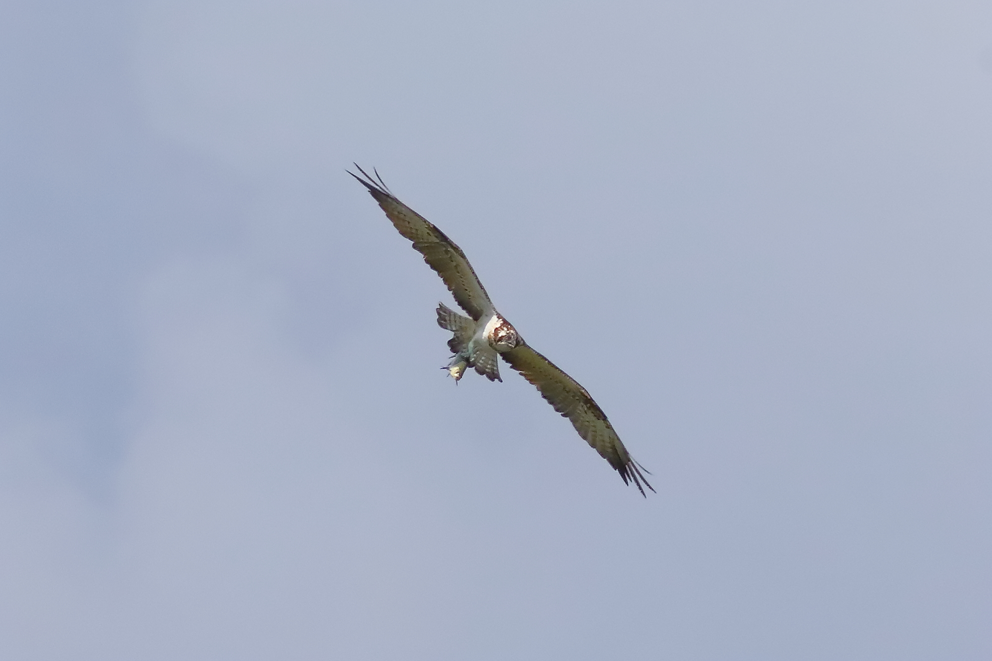 Osprey 01-09-2023