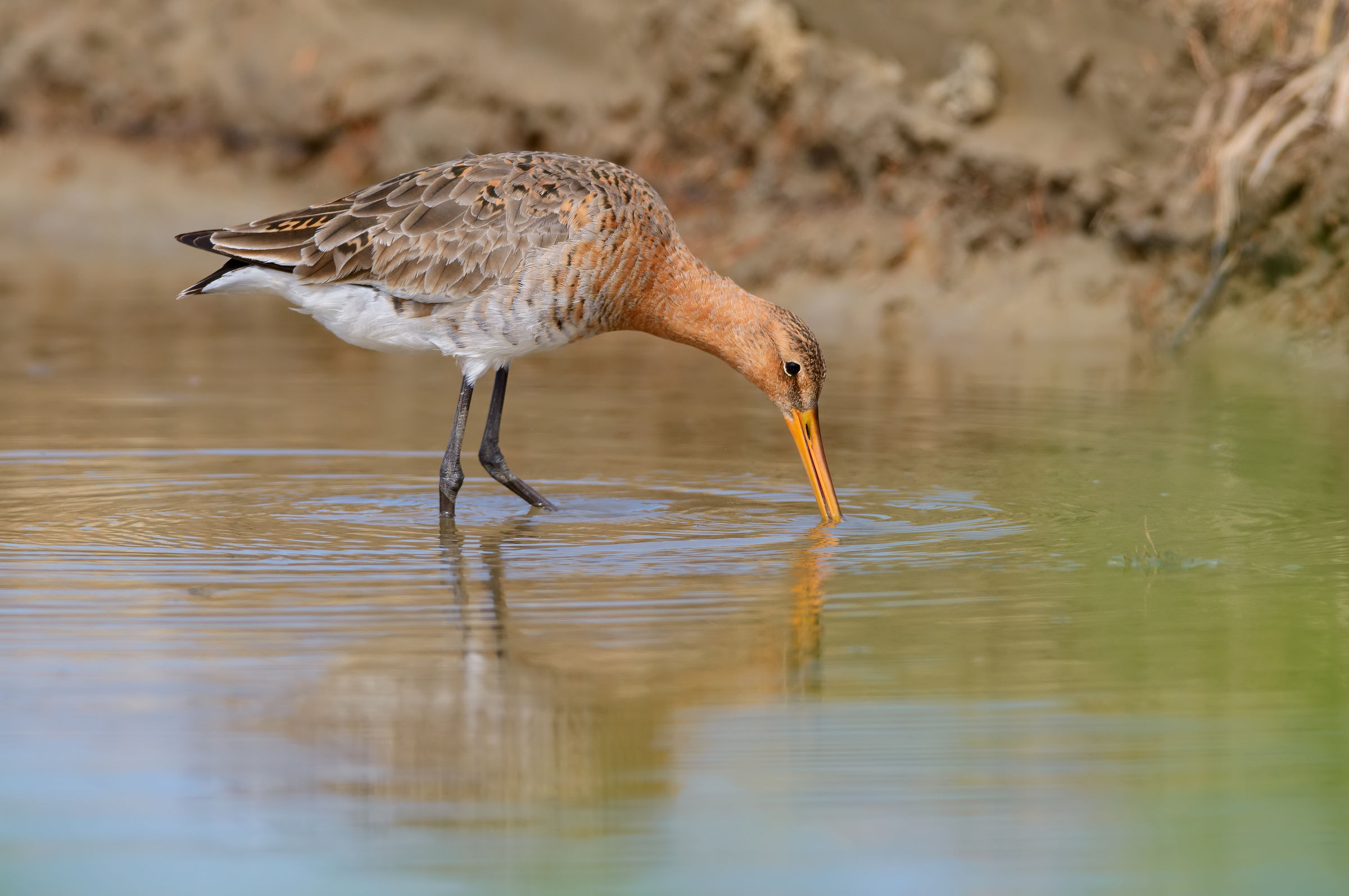 2 Black-tailed Godwit