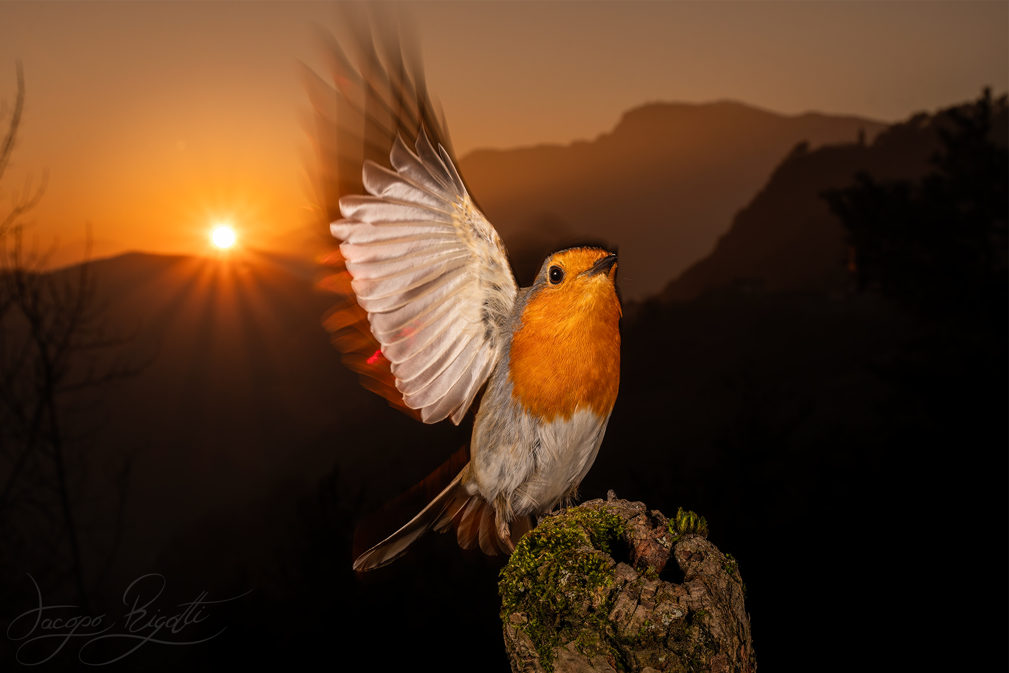 Un saluto dal pettirosso