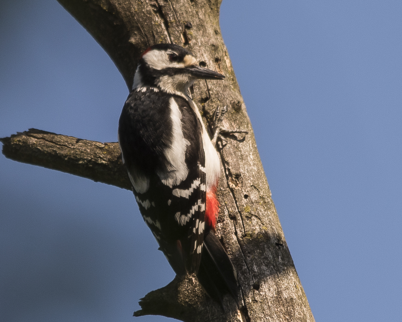 Great spotted woodpecker