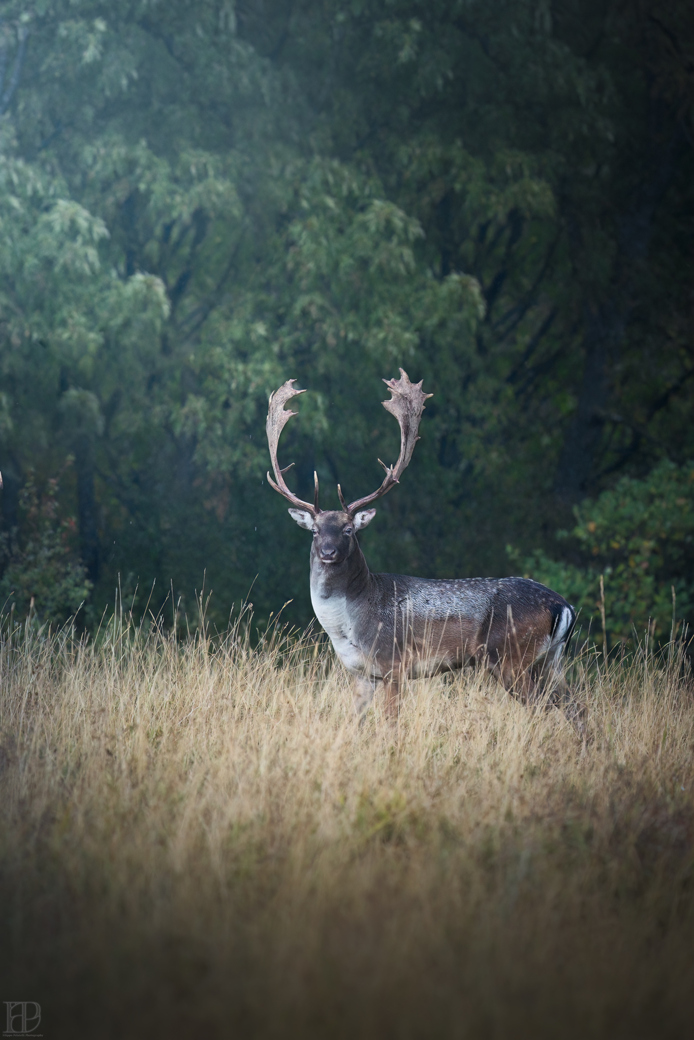 The last light before night