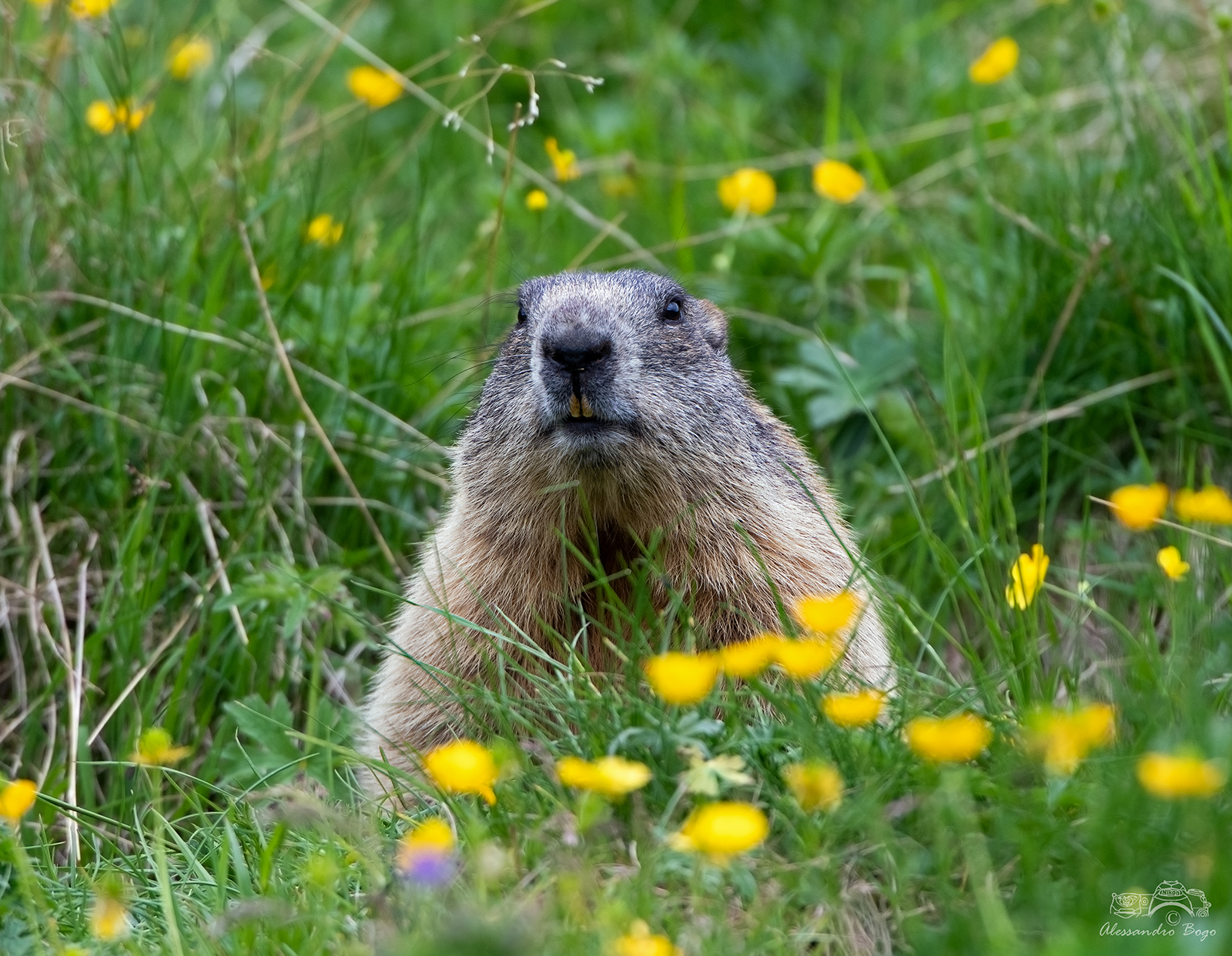 Marmotta