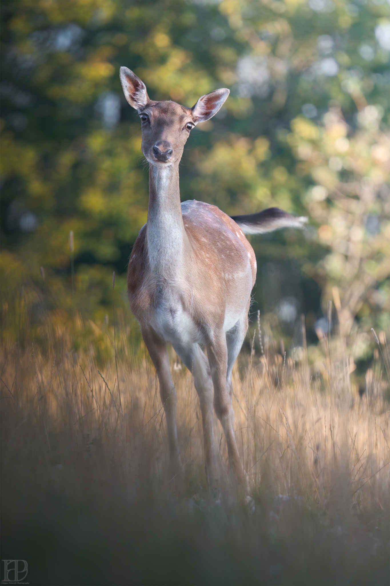 Mother fallow deer in autumn