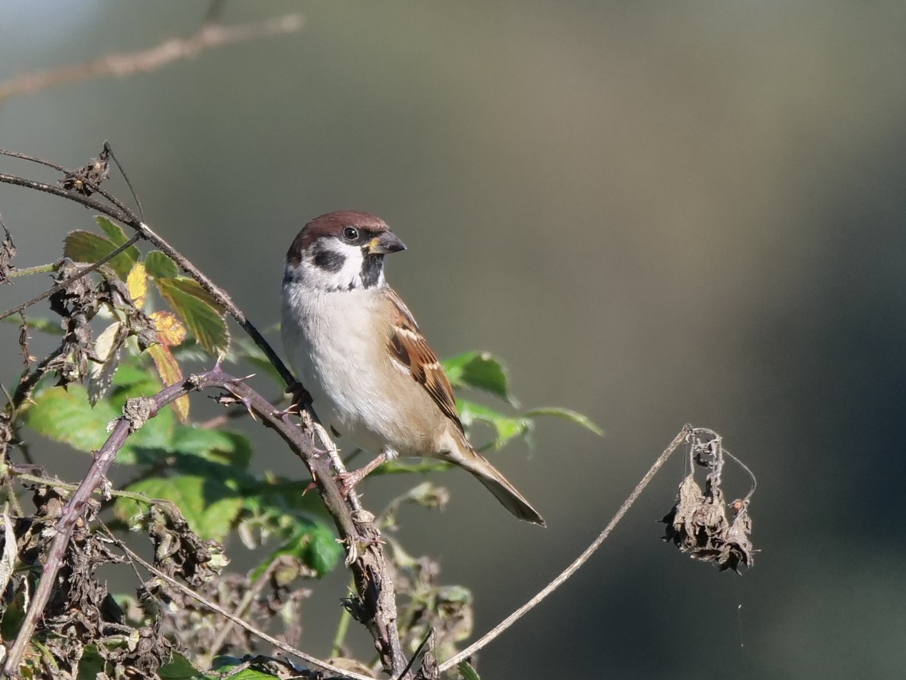 Passera mattugia (Passer montanus)